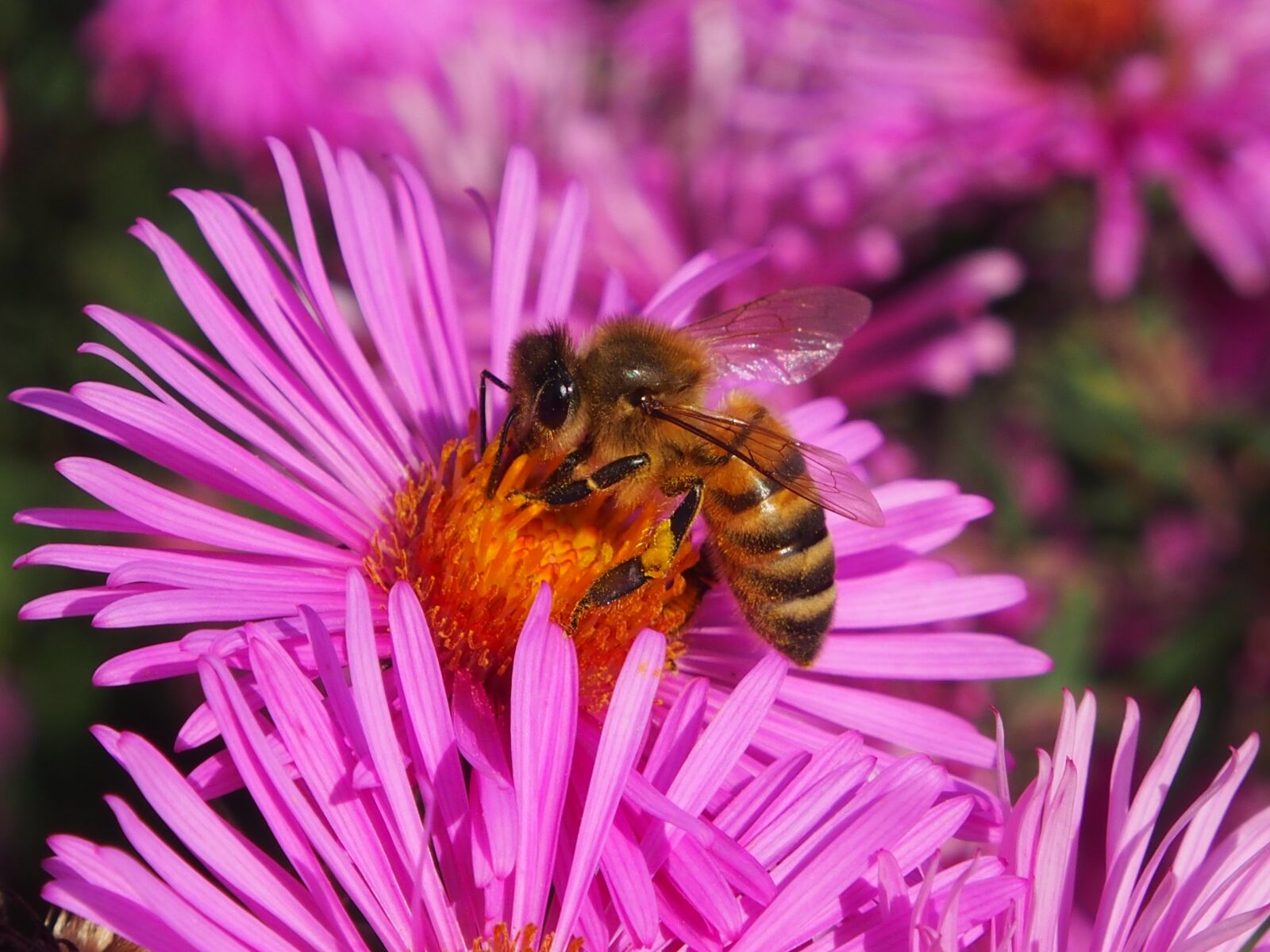 Olympus OM-D E-M5 sample photo. Autumn flower, asters, autumn photography