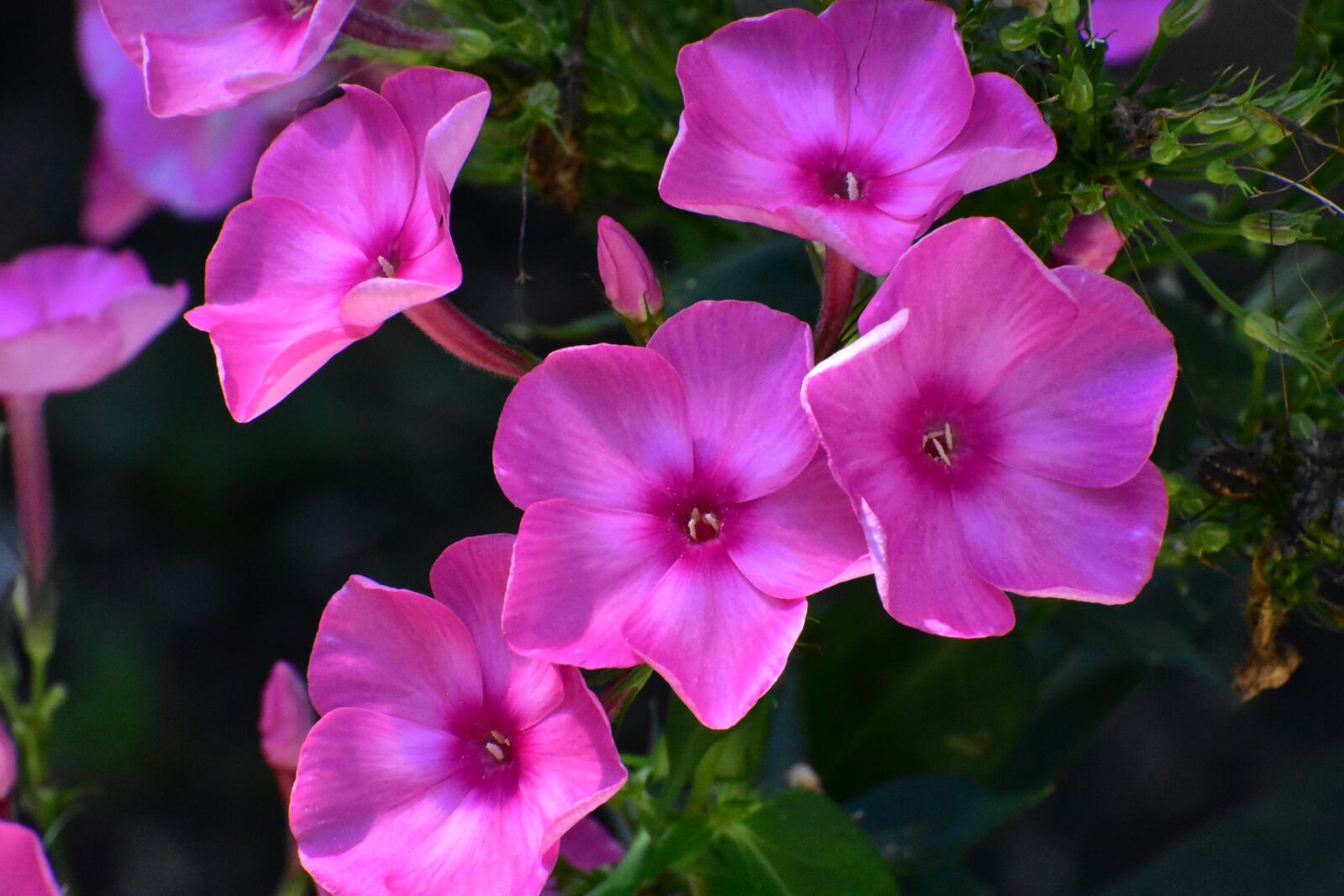 Nikon D3400 sample photo. Flowers, phlox, bloom photography