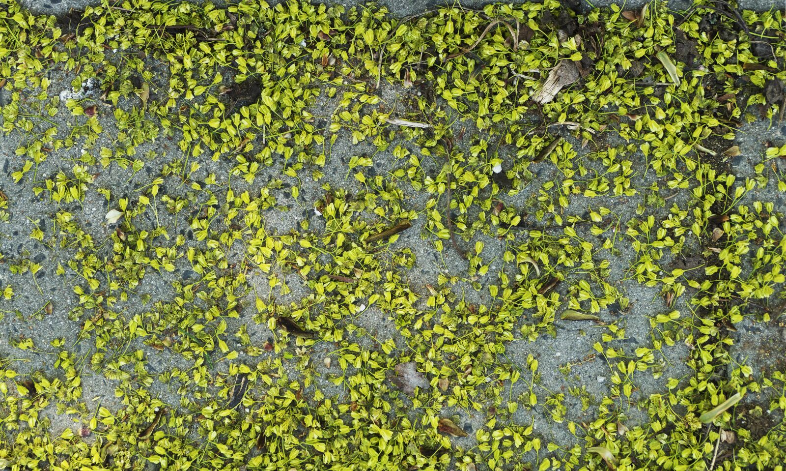 Panasonic Lumix DMC-FZ1000 sample photo. Lime blossom, ground, lying photography