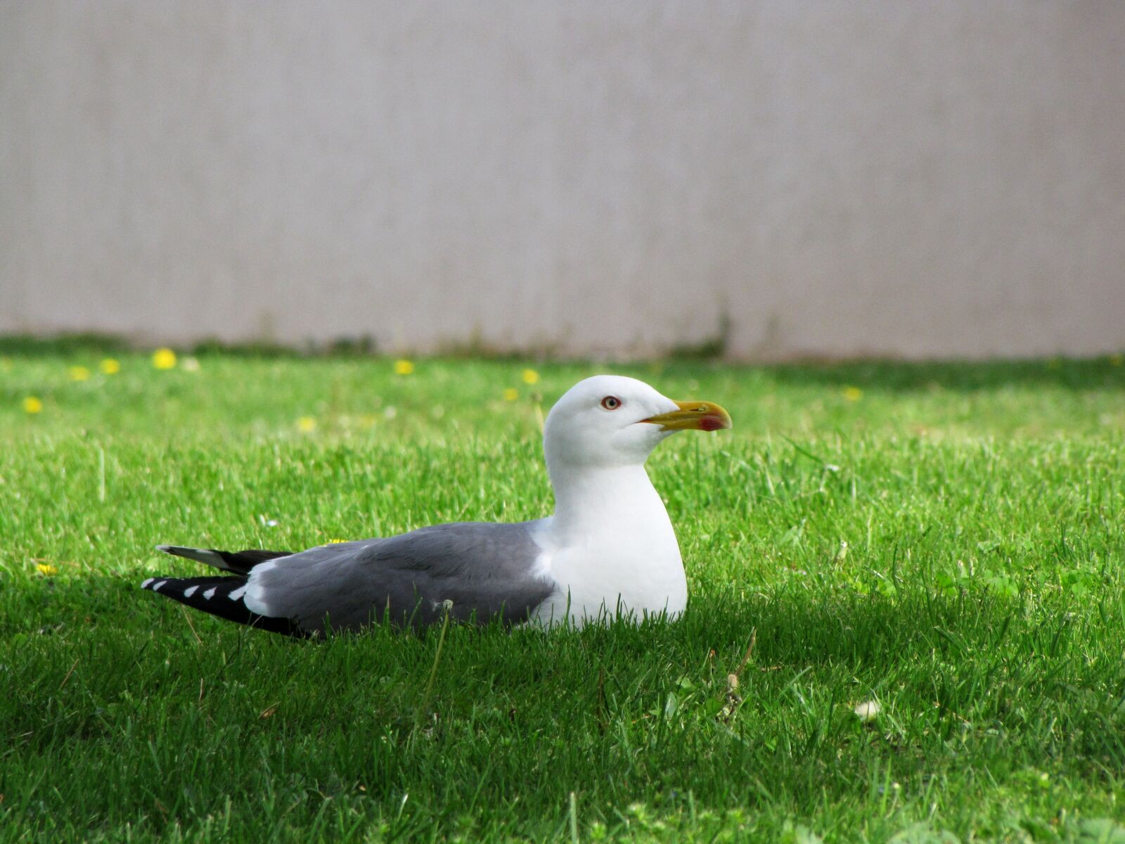 Canon PowerShot SX10 IS sample photo. Seagull, bird, animal photography