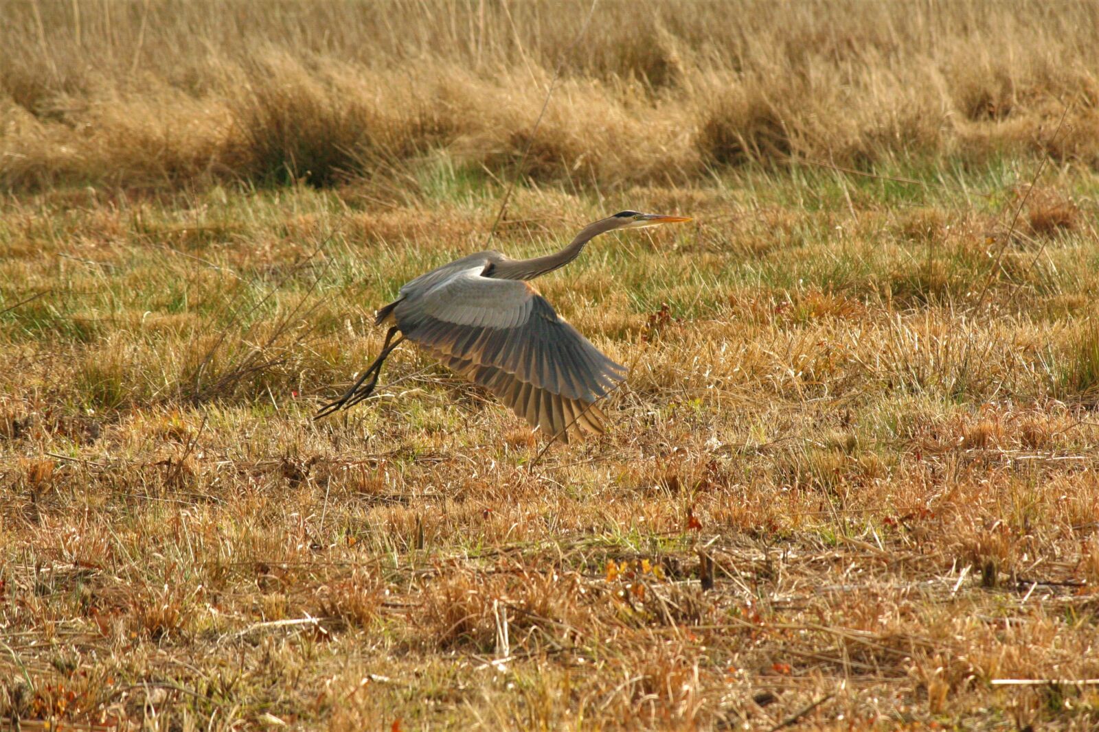 Canon EOS 350D (EOS Digital Rebel XT / EOS Kiss Digital N) sample photo. Nature, bird, wildlife photography