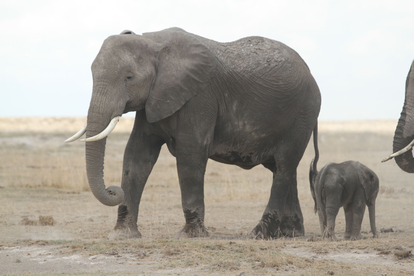 Canon EF 70-200mm F2.8L USM sample photo. Elephants, kenya, giraffes, amboseli photography