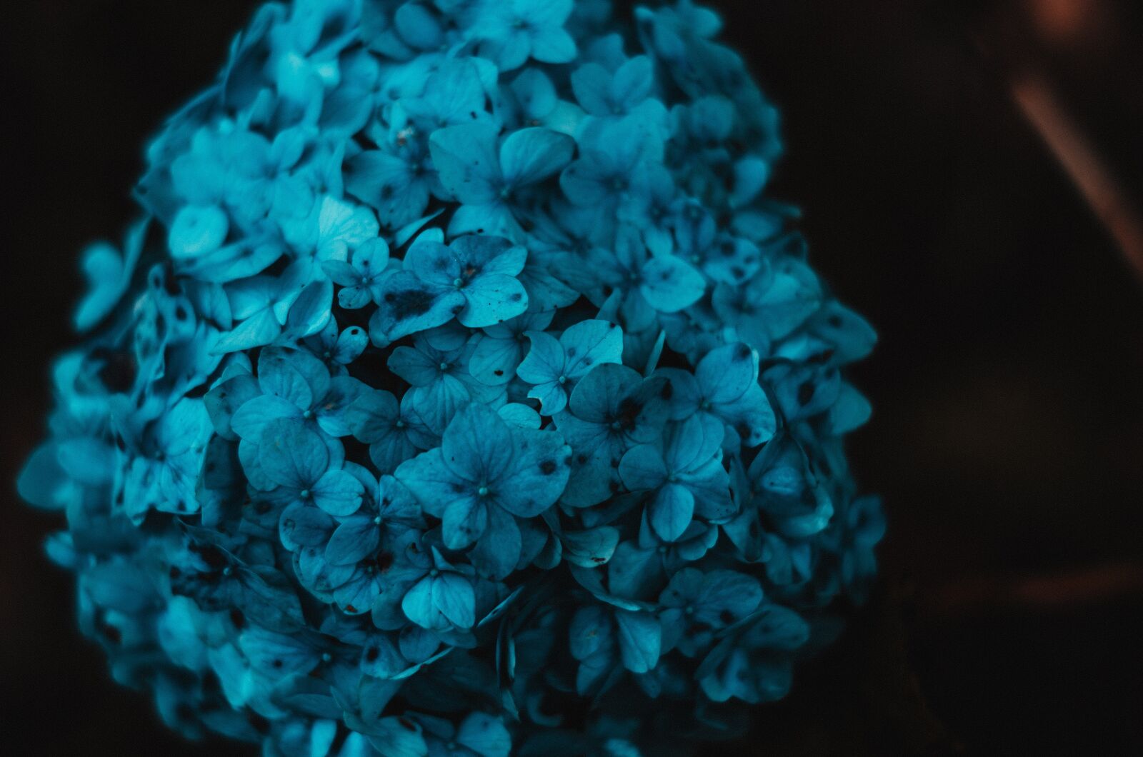 Nikon D5100 sample photo. Flower, hydrangea, bloom photography