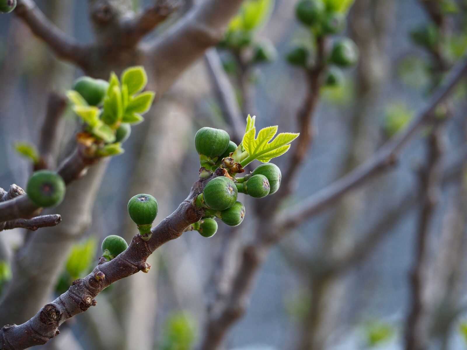 Olympus OM-D E-M10 II sample photo. Fruit, mature, botany photography
