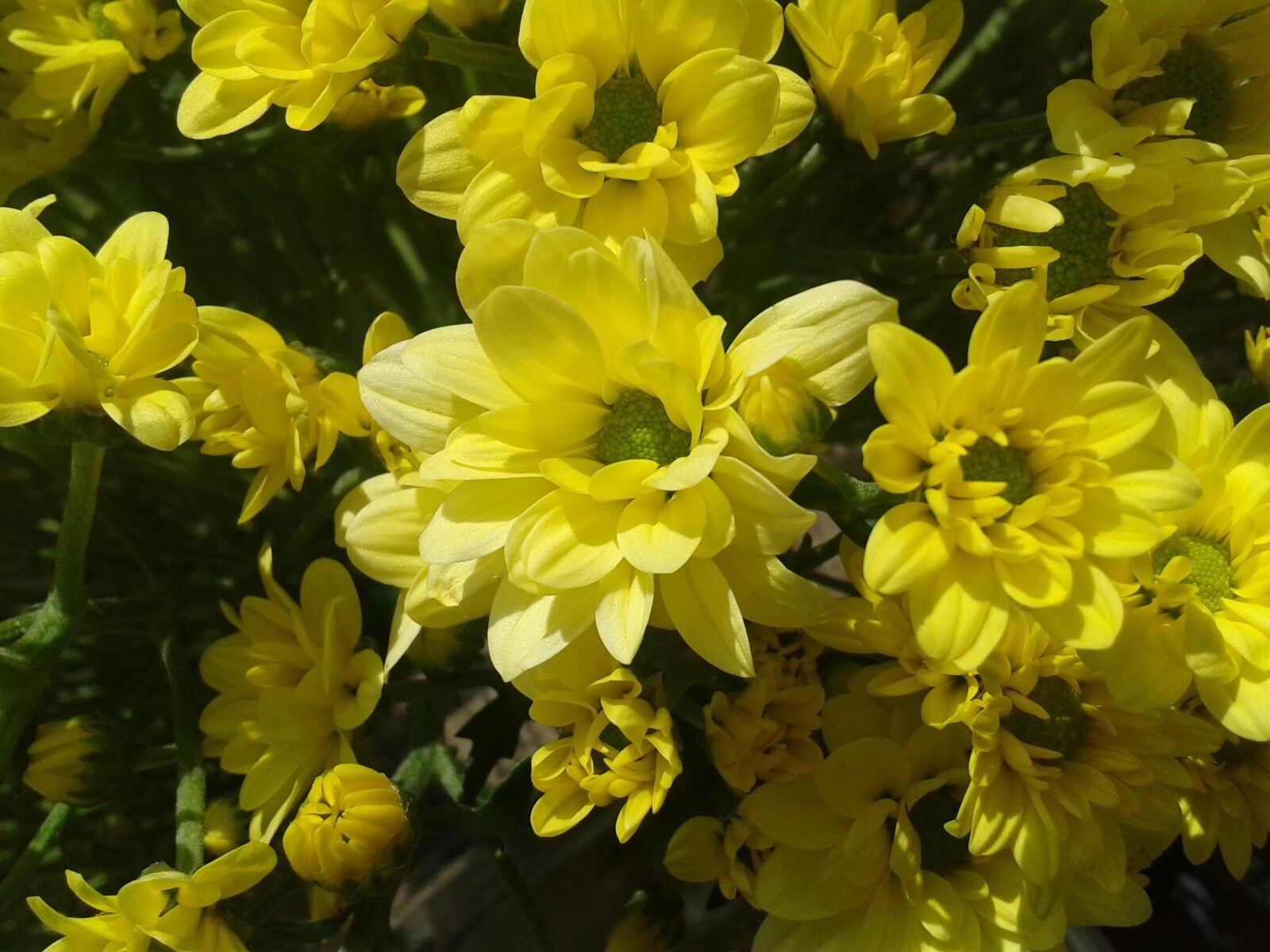 Samsung Galaxy S DUOS sample photo. Chrysanthemum flower, yellow flower photography