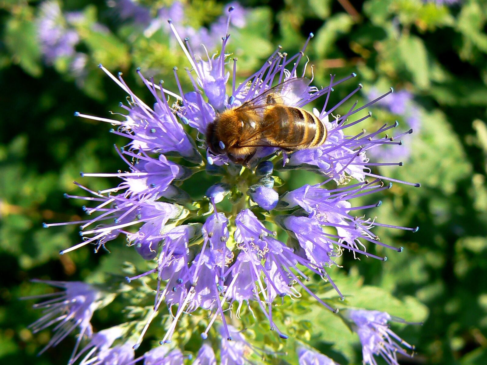 Panasonic DMC-FZ7 sample photo. Budapest, working bee, purple photography