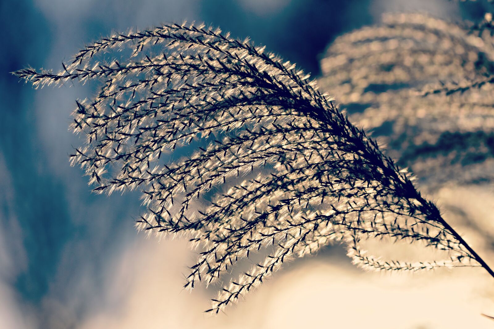 Nikon D750 sample photo. Plume, plant, flower photography