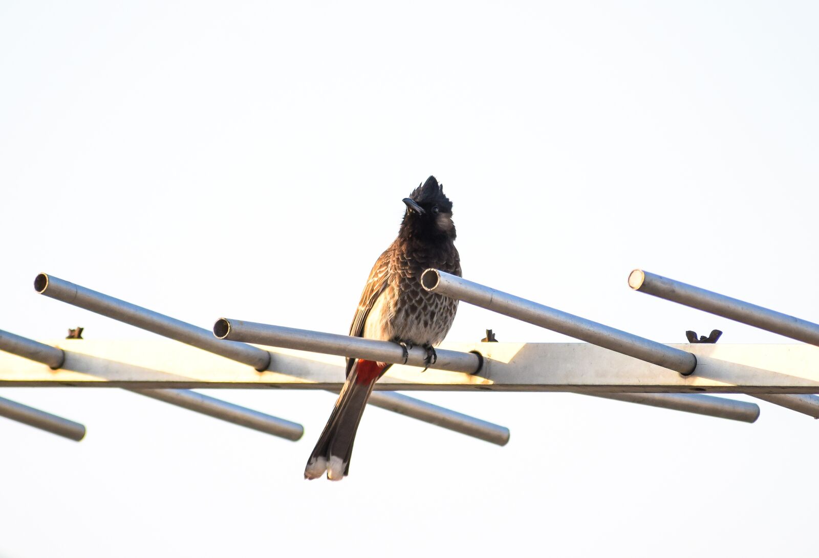Nikon D3300 sample photo. Bulbul, bird, wildlife photography