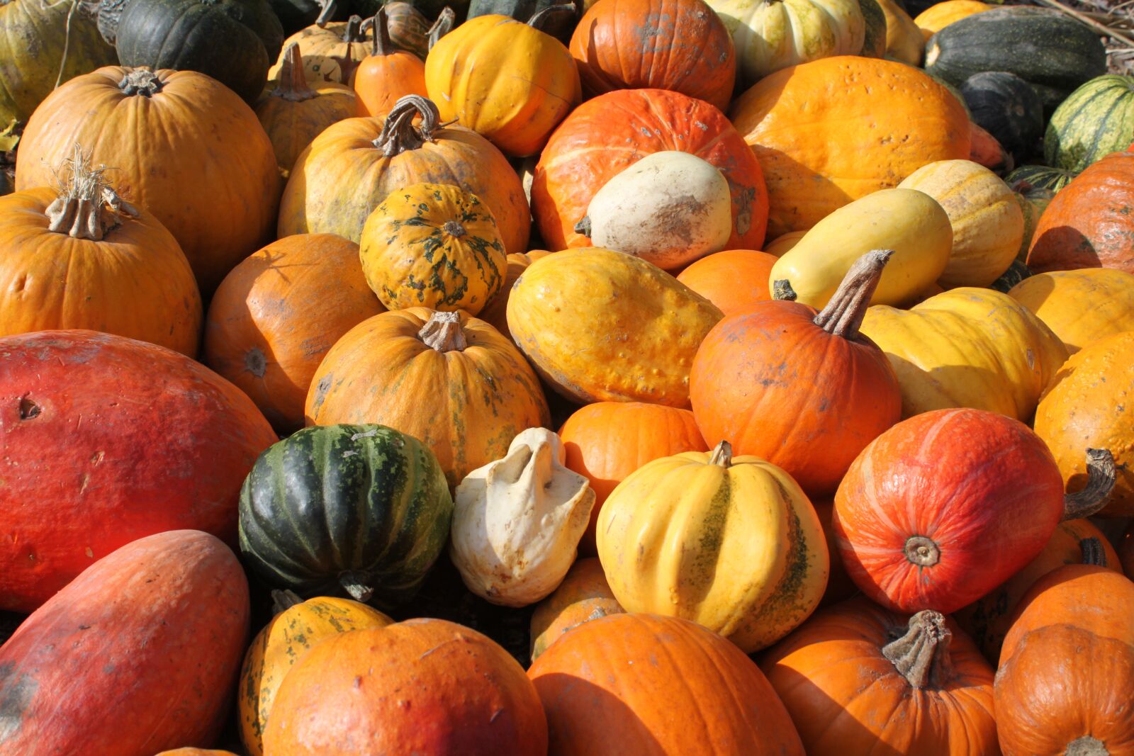 Canon EOS 500D (EOS Rebel T1i / EOS Kiss X3) sample photo. Pumpkins, collections, decoration photography
