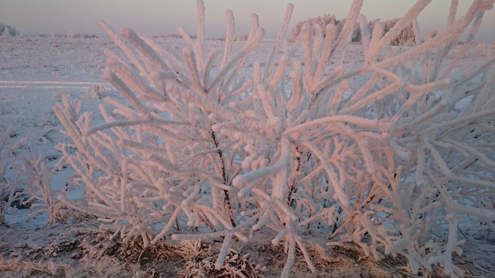 Sony Xperia Z1 sample photo. Winter, nature, tree photography