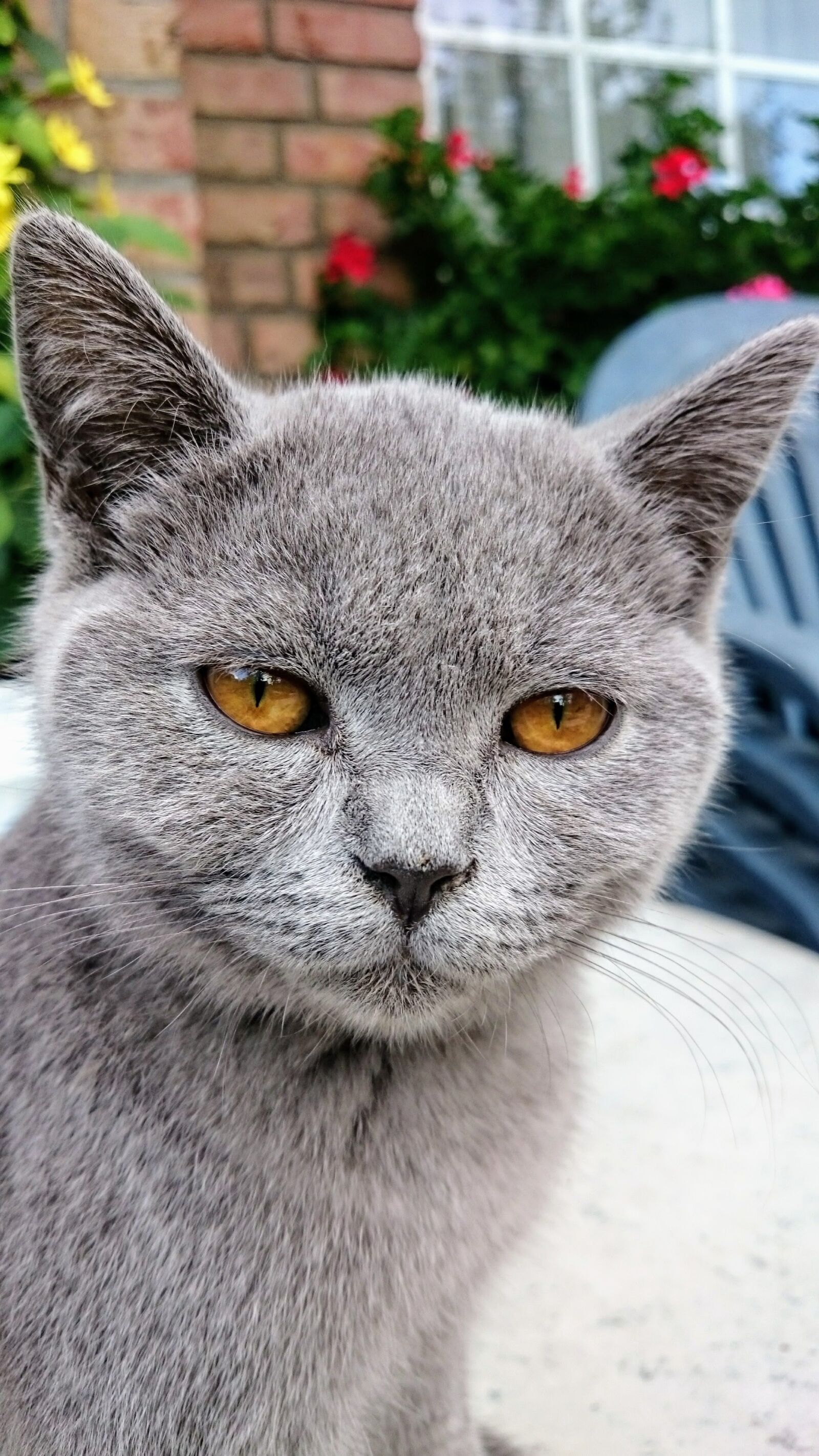 Sony Xperia Z1 sample photo. Cat, pets, british shorthair photography