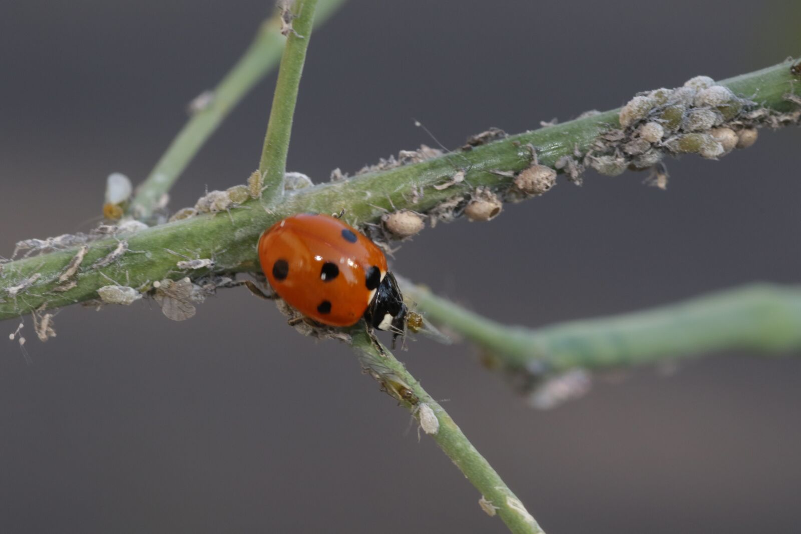 Canon EOS 7D Mark II sample photo. Ladybug, siebenpunkt, red photography