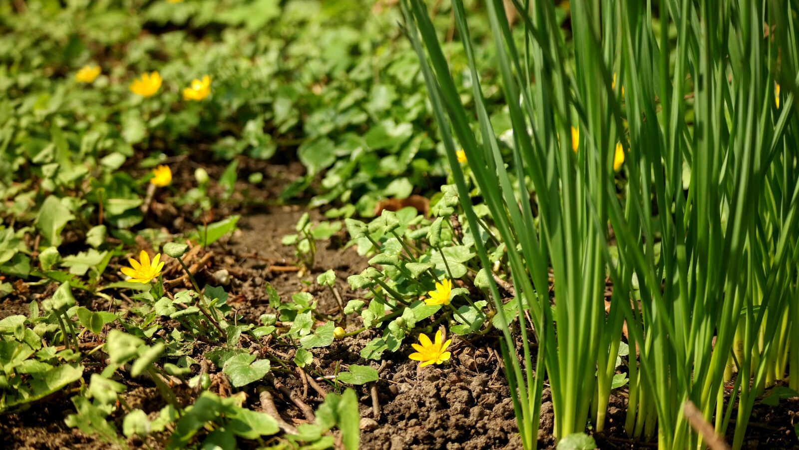 Samsung NX300M sample photo. Nature, flora, ground photography