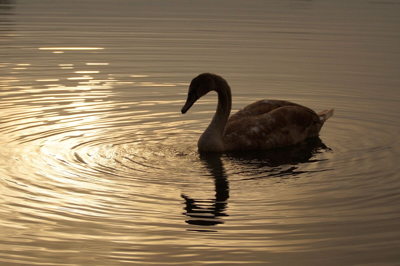 Sony SLT-A58 sample photo. Swan, young, cub photography