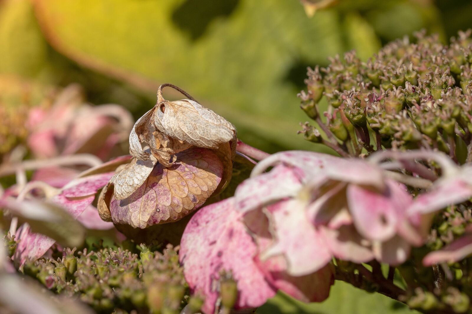Canon EOS 6D Mark II sample photo. Autumn leaf, hydrangea, transience photography