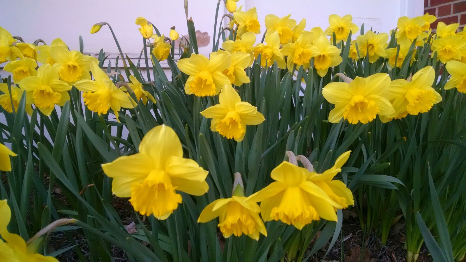 Motorola Moto X (1st Gen) sample photo. Bloom, daffodil, flower, spring photography