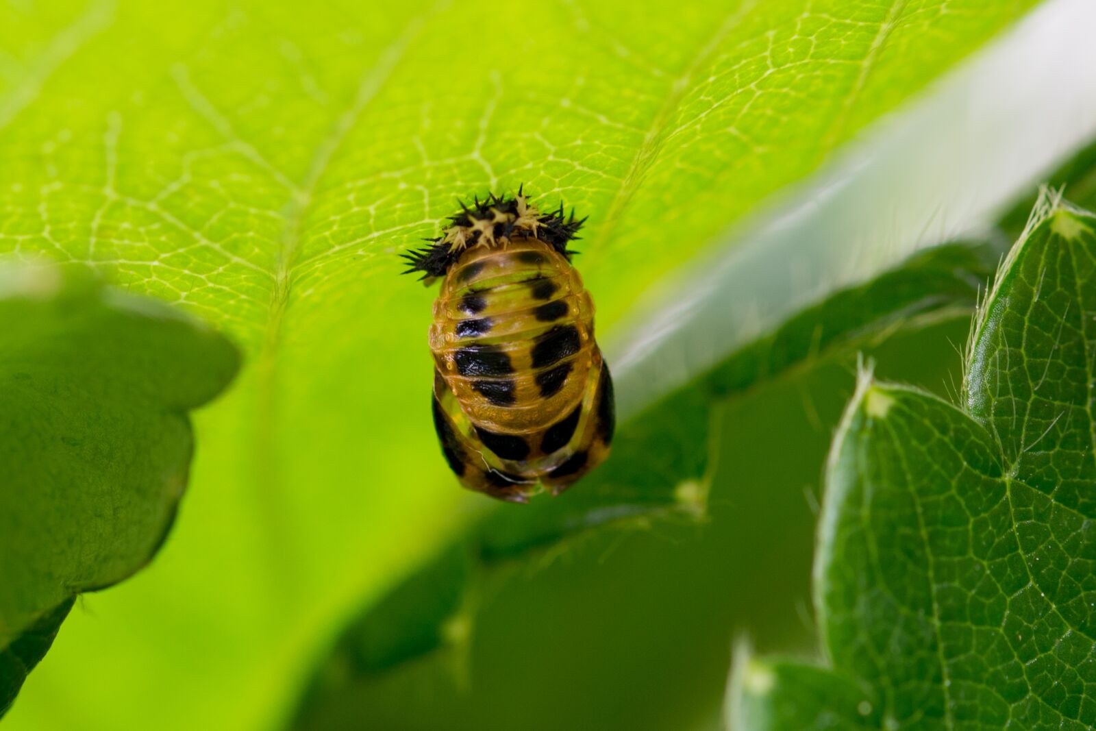 Nikon D7100 sample photo. Larva, ladybug, mummy doll photography