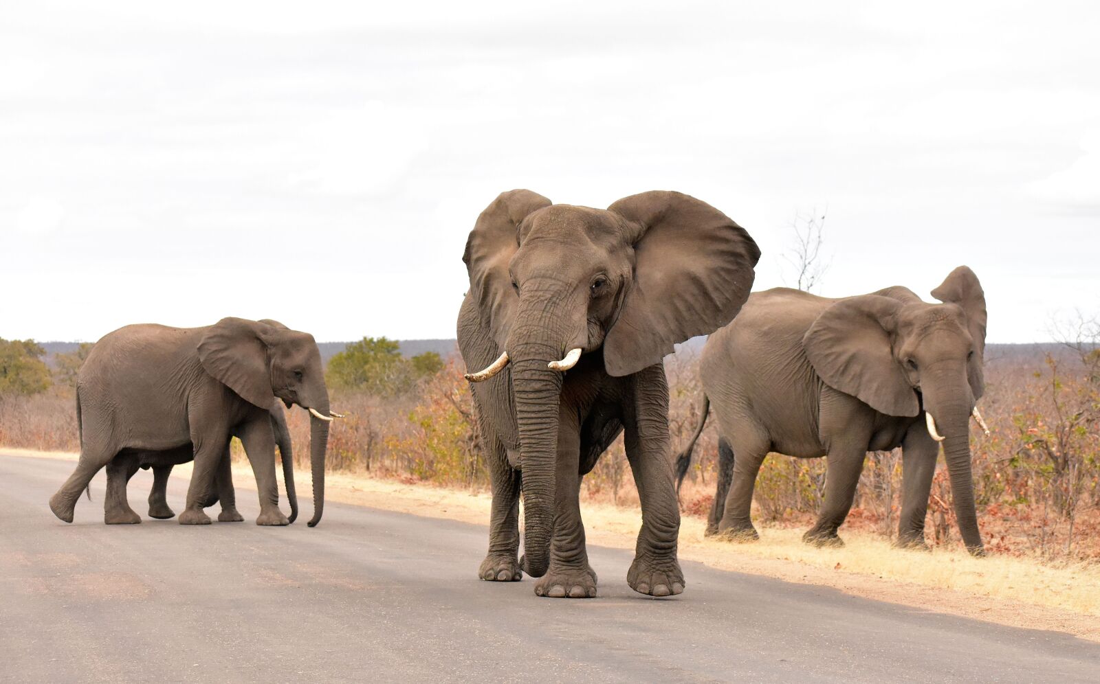 Nikon D3400 sample photo. South africa, kruger national photography