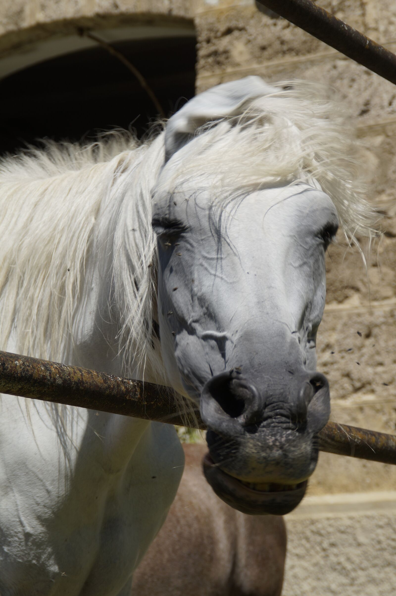 Sony SLT-A58 sample photo. Horse head, mare, mold photography