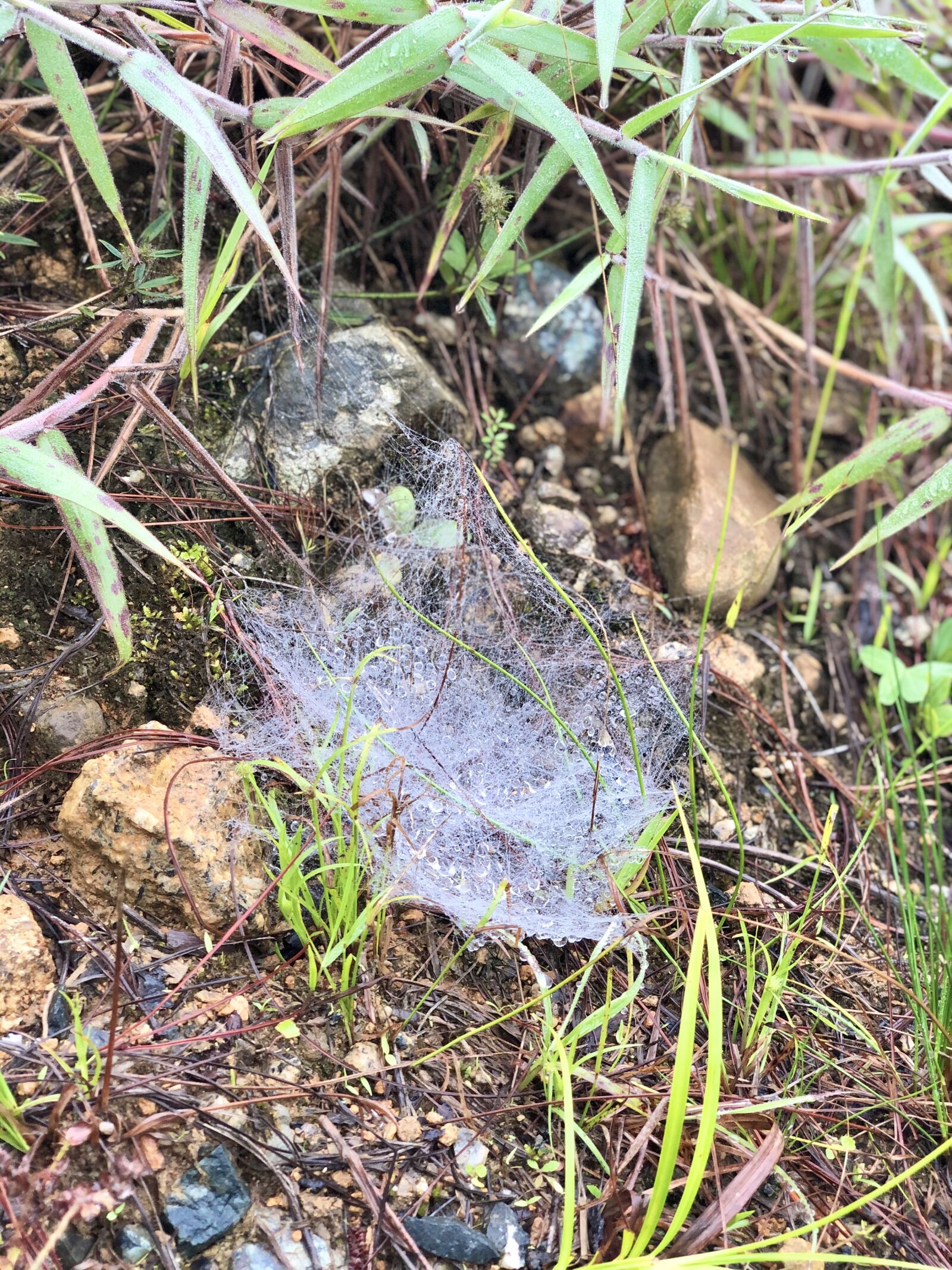 iPhone X back dual camera 6mm f/2.4 sample photo. Spiderweb, nature, silk photography