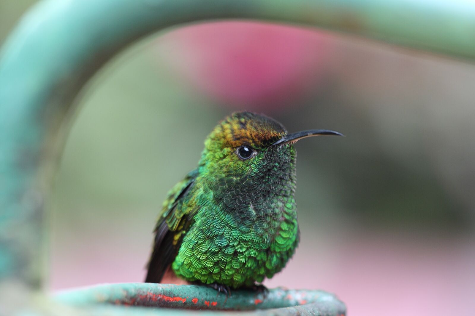 Canon EOS 400D (EOS Digital Rebel XTi / EOS Kiss Digital X) sample photo. Hummingbird, bird, green photography