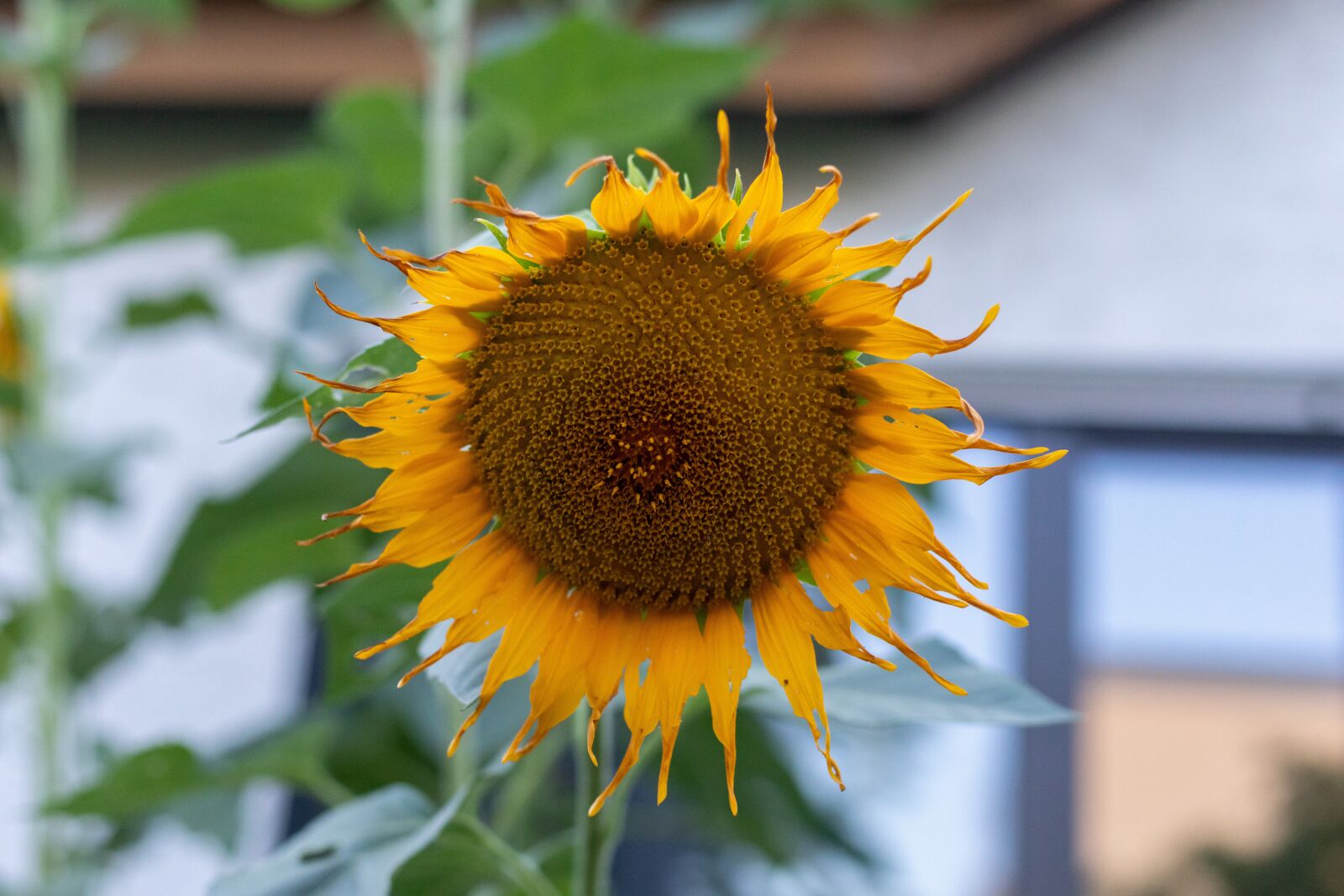 Canon EOS 5D Mark IV + Canon EF 50mm F1.8 STM sample photo. Sunflower, nature, flower photography