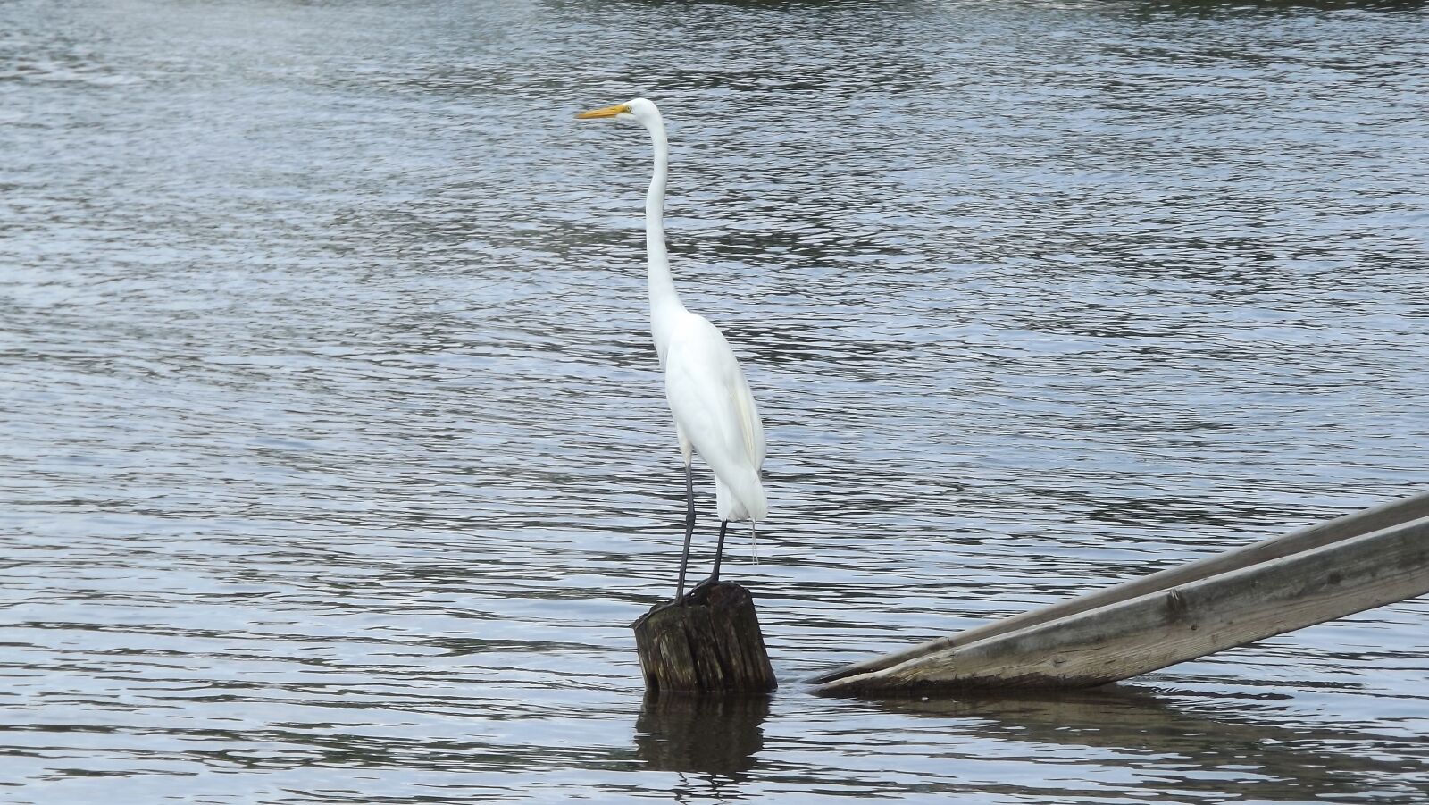 Fujifilm FinePix S3400 sample photo. Bird, great white egret photography