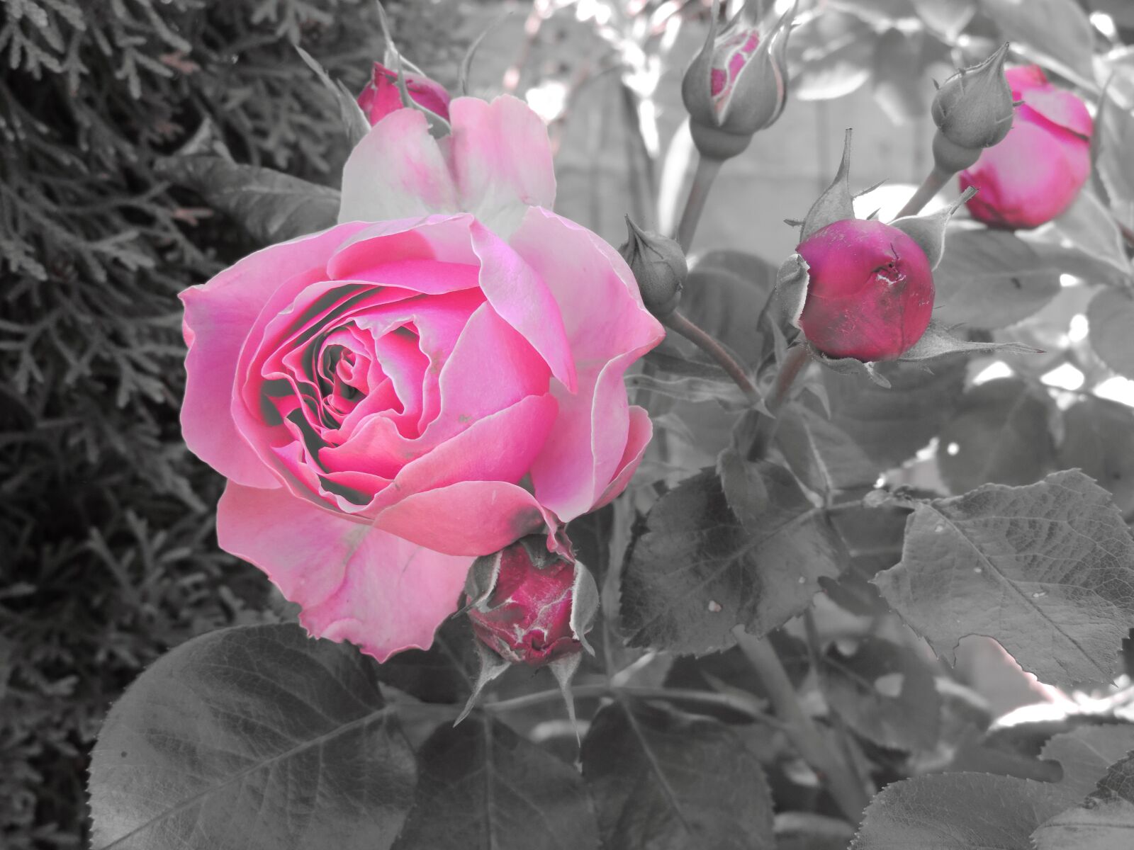 Nikon Coolpix P520 sample photo. Rose, rose garden, blossom photography