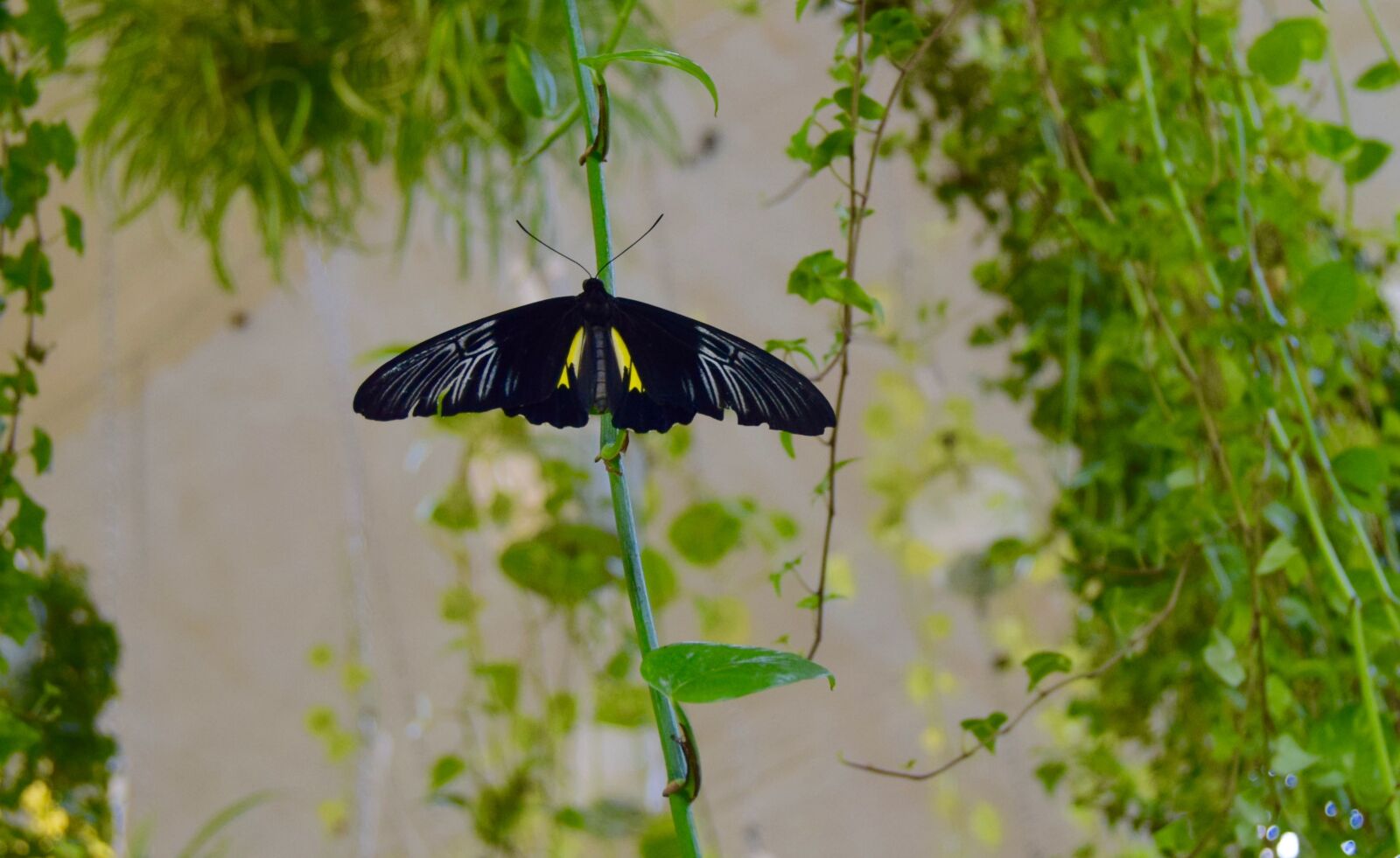 Nikon D3300 sample photo. Butterfly, dubai photography