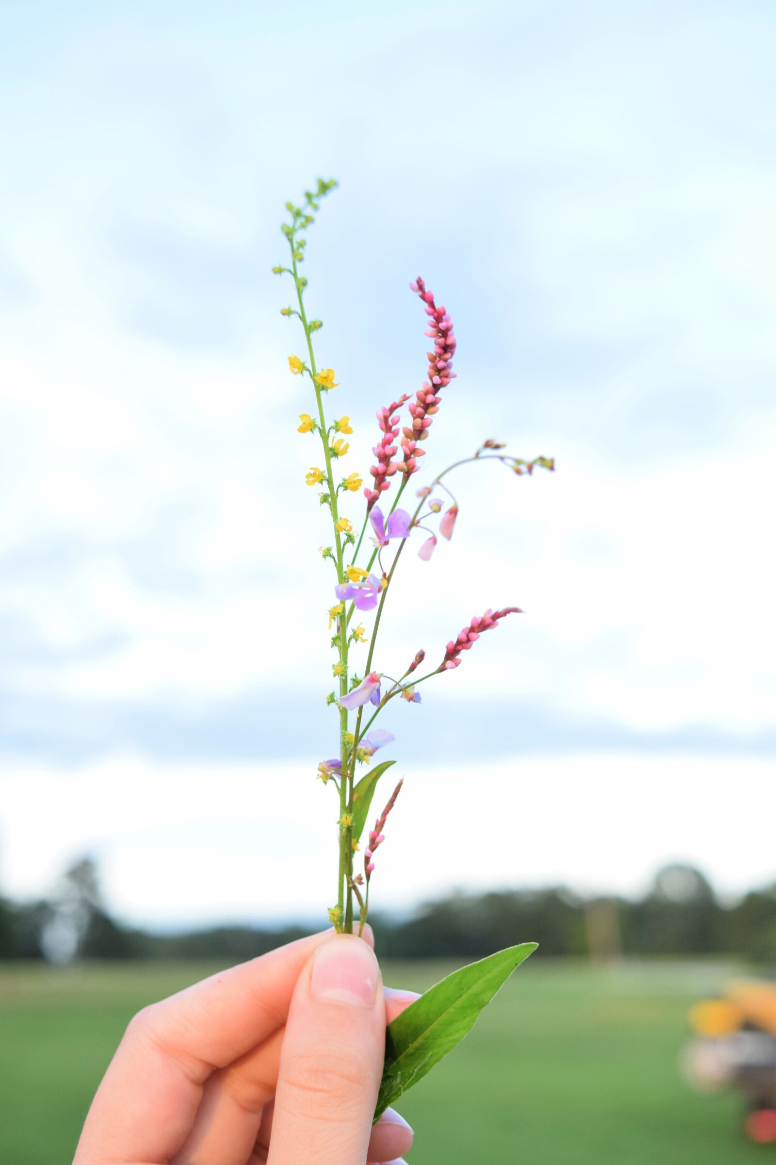 Nikon D3300 sample photo. Wildflower, bouquet, wildflowers photography