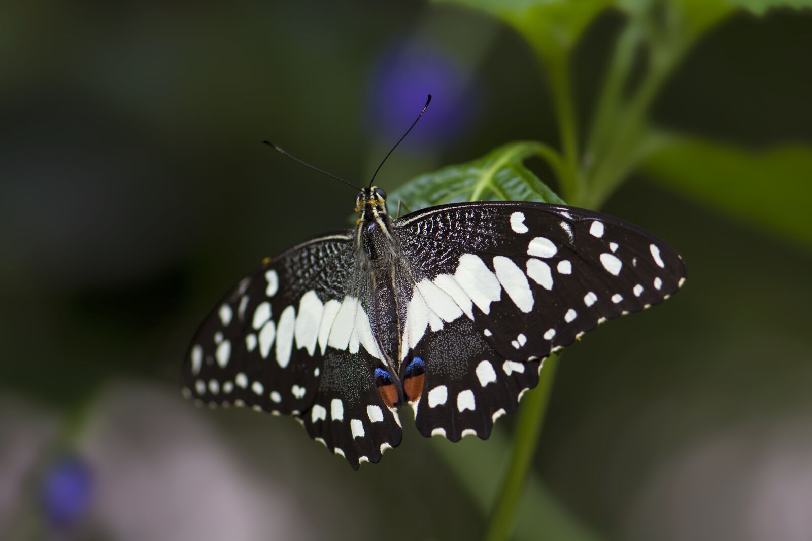 Nikon D7100 sample photo. Butterfly, insect, close up photography