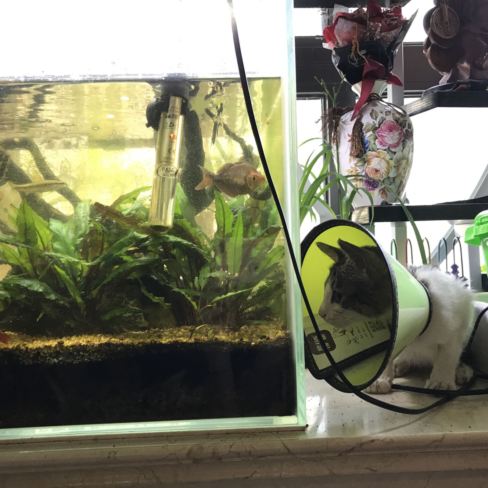 Apple iPhone 7 Plus sample photo. Watch, fish, kitty photography