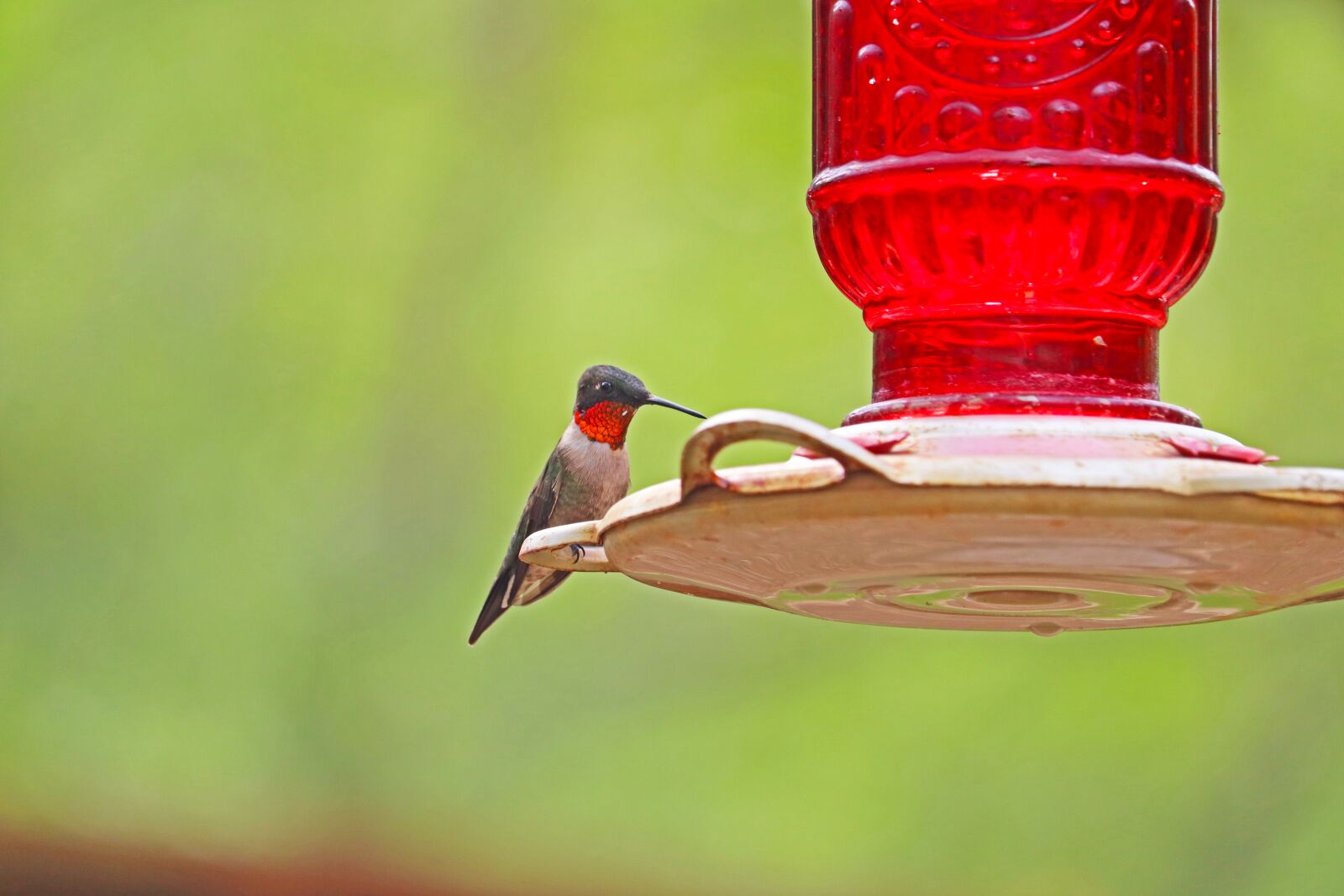 Canon EOS 800D (EOS Rebel T7i / EOS Kiss X9i) + Canon EF-S 55-250mm F4-5.6 IS STM sample photo. Ruby throated hummingbird, hummingbird photography