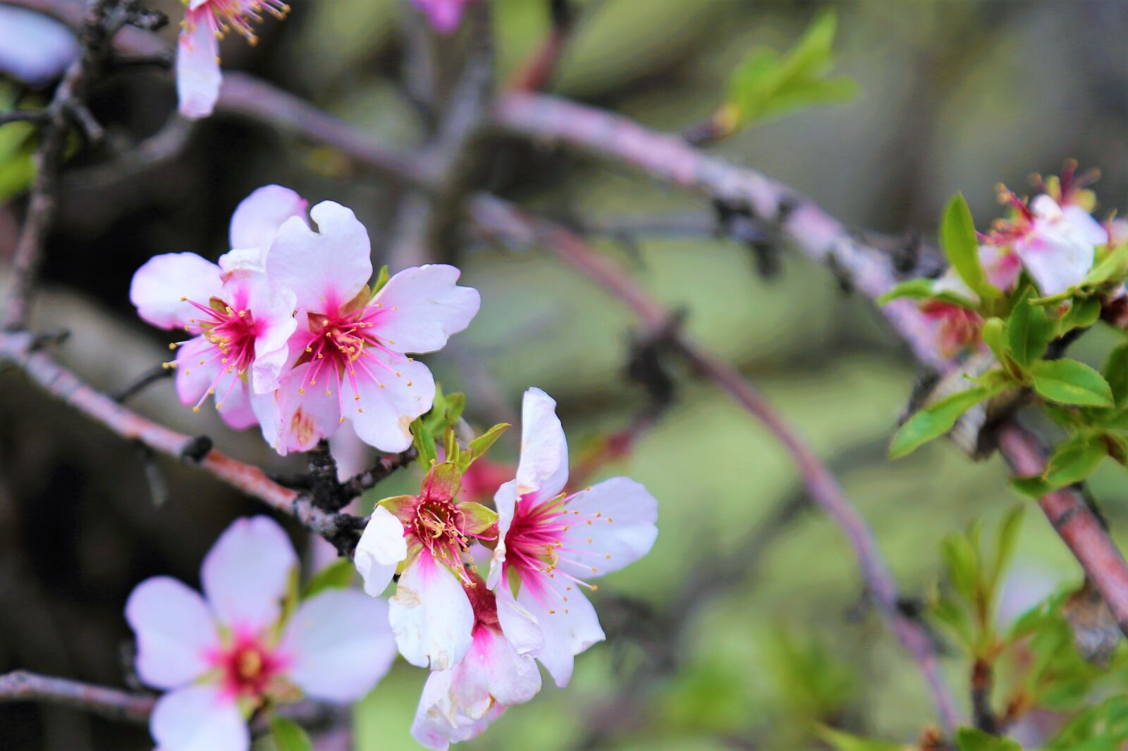 Canon EOS 5D Mark III sample photo. Flower, nature, spring photography