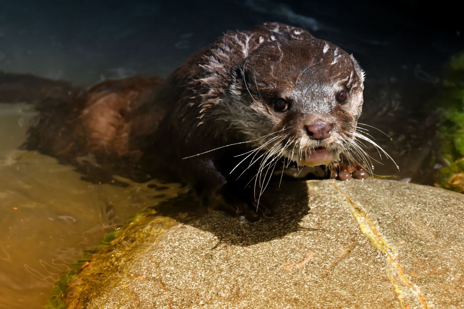 Nikon D7200 sample photo. Otter, playful, play photography