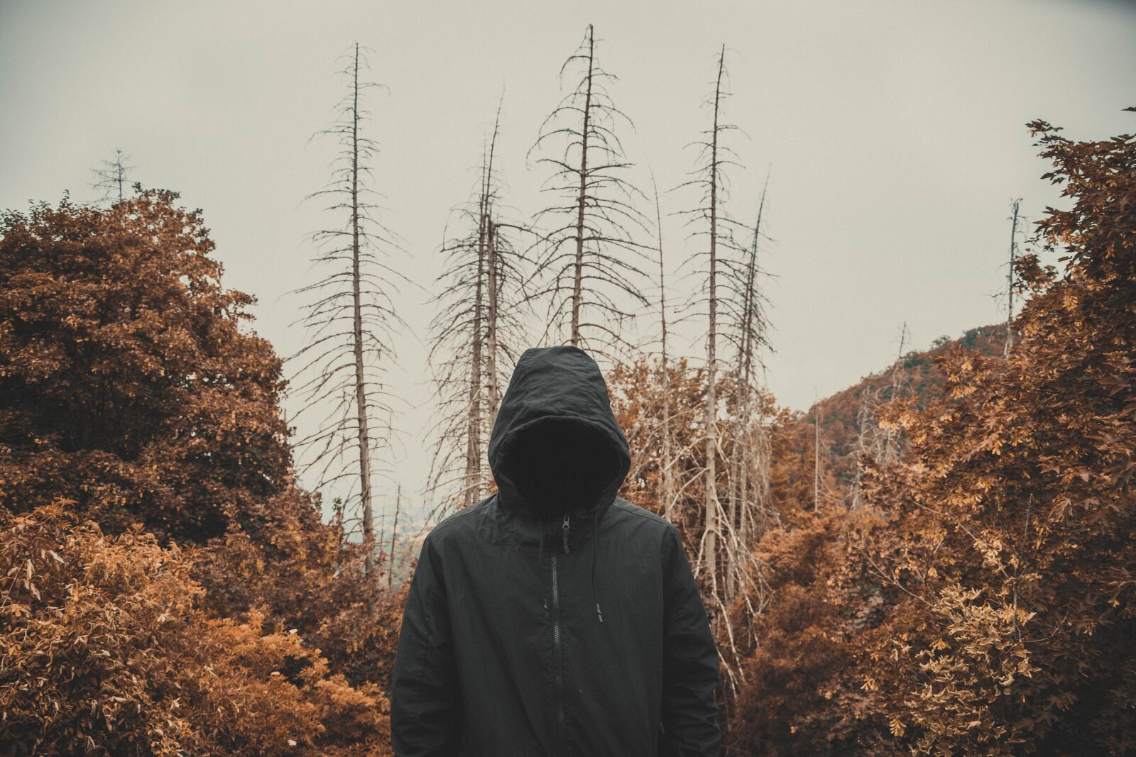 Nikon D3300 sample photo. Veiled, dead, orange photography
