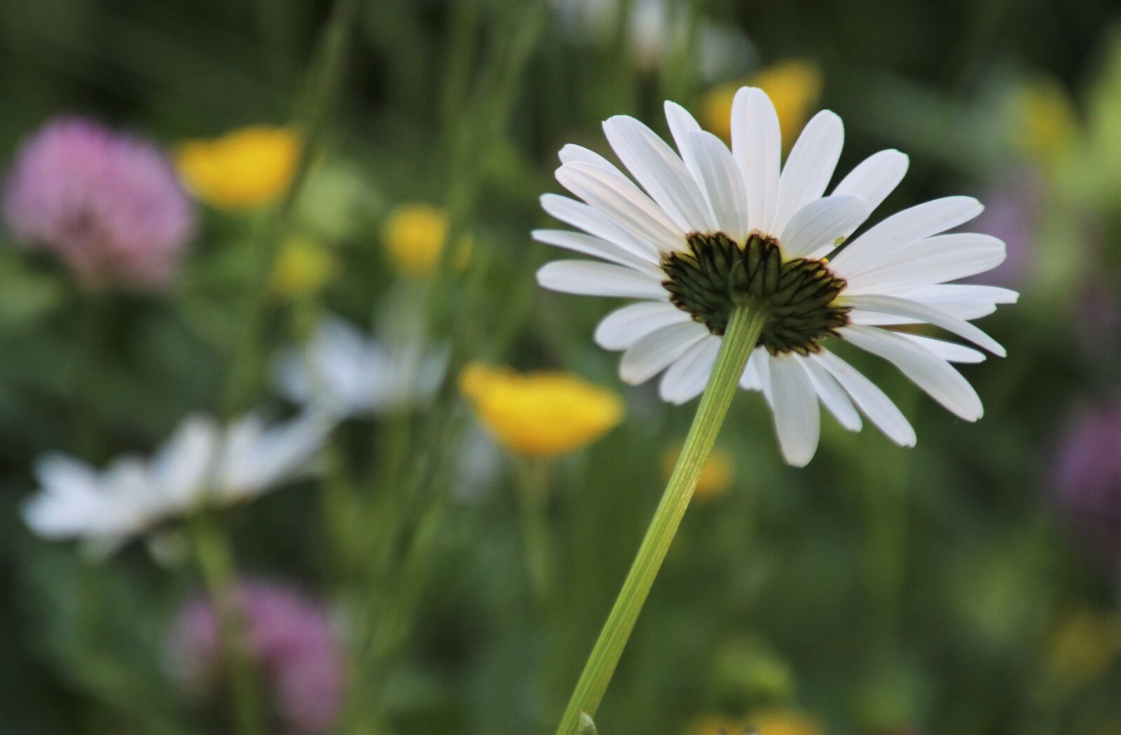 Canon EOS 80D sample photo. Chamomile, biel, flourishing photography