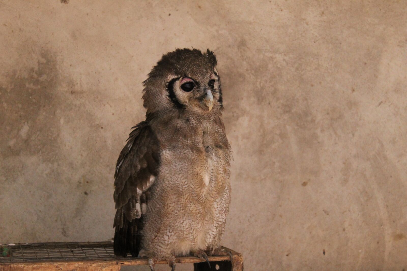 Canon EOS 1100D (EOS Rebel T3 / EOS Kiss X50) sample photo. Owl, zambia, animals photography