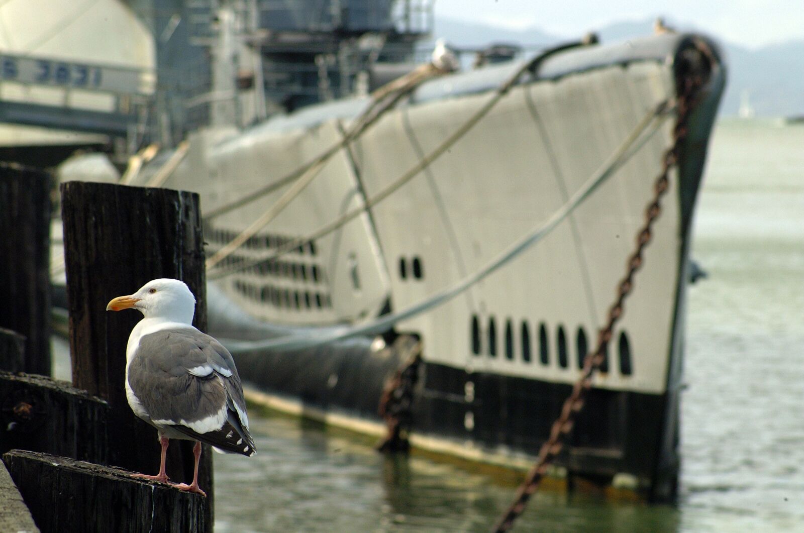 Fujifilm FinePix S1 Pro sample photo. Ship, sea, seagull photography