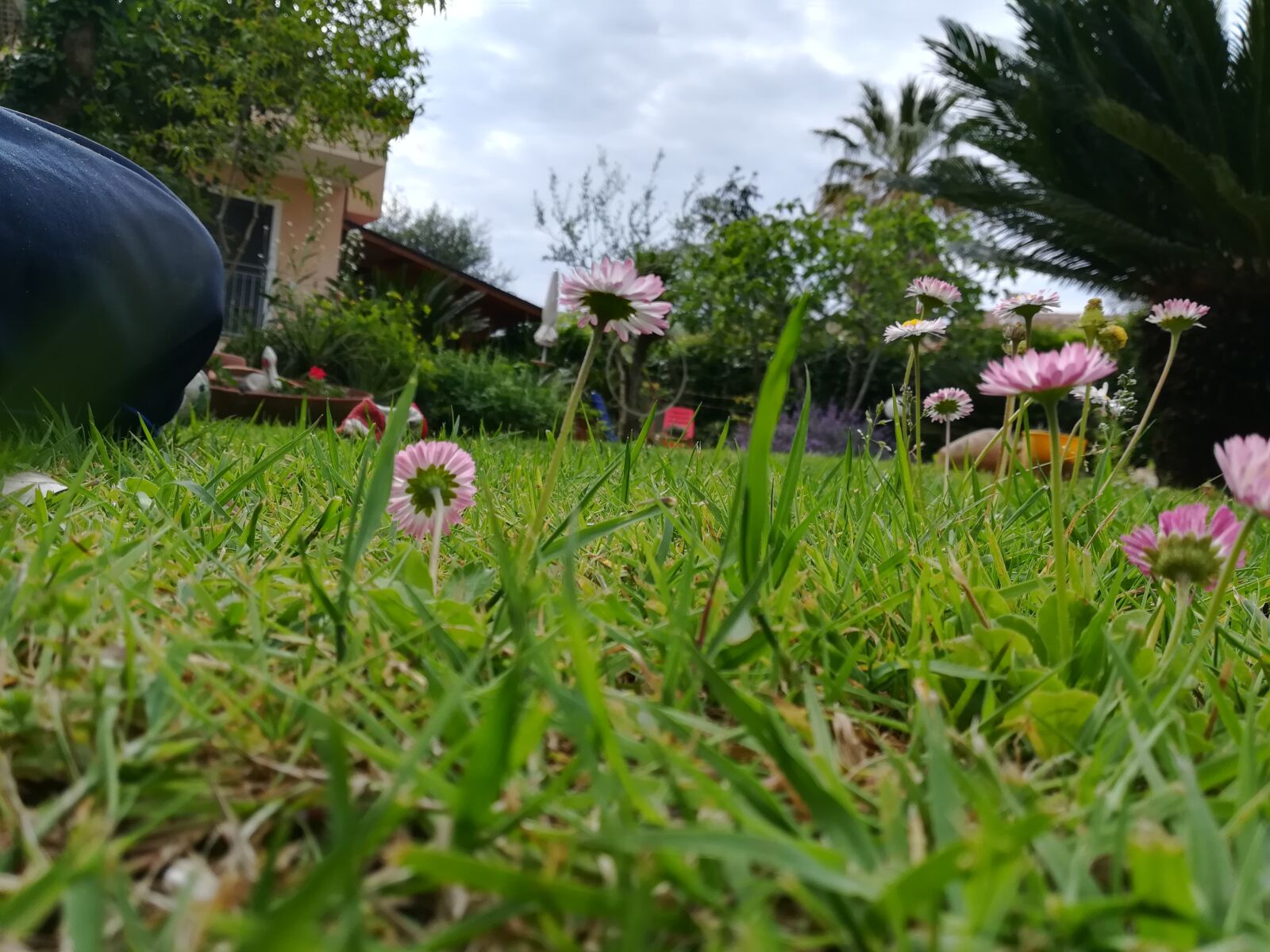 HUAWEI P10 lite sample photo. Flowers, prato, garden photography