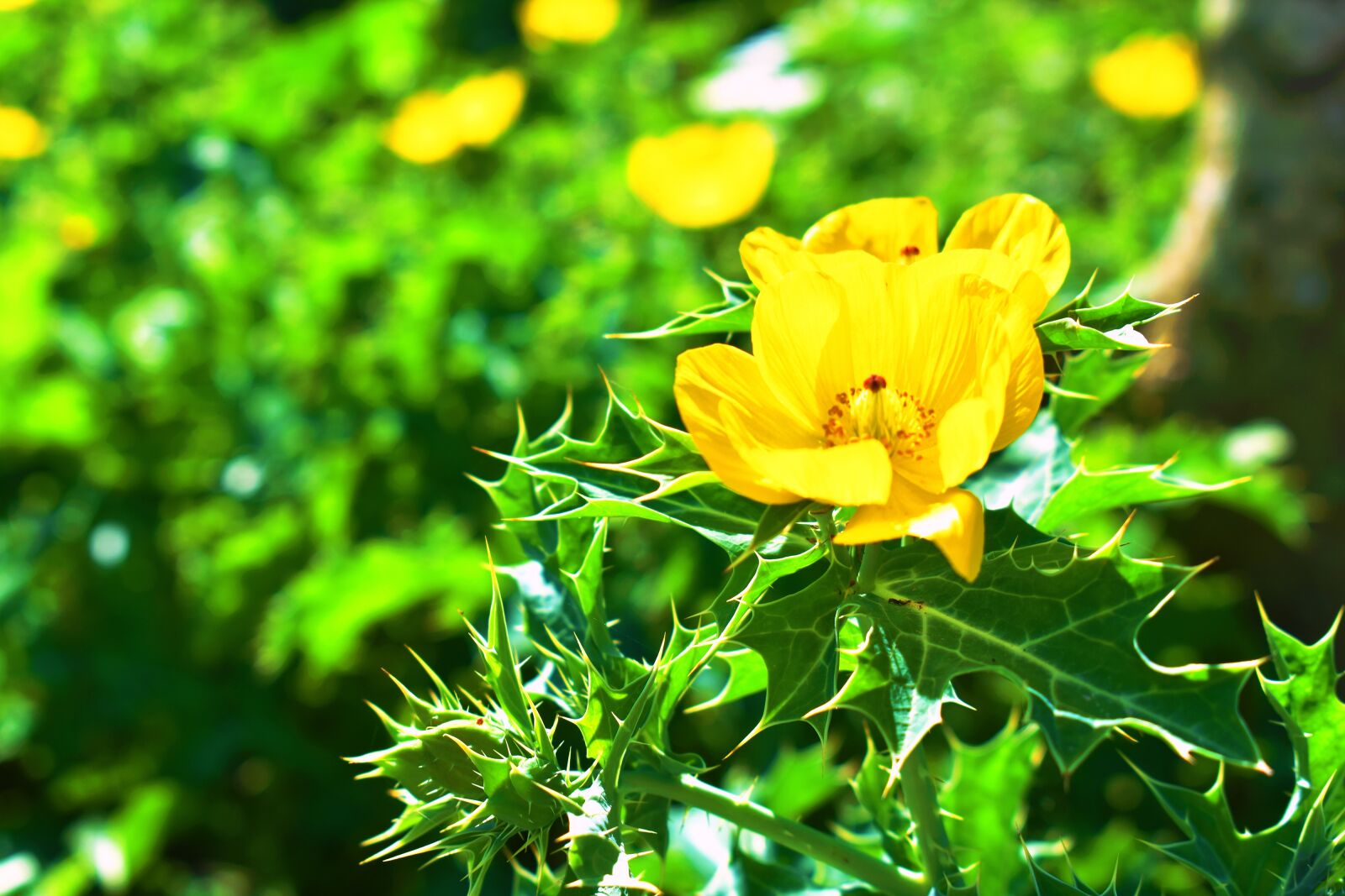 Nikon D3400 sample photo. Nature, flowers, thorns photography