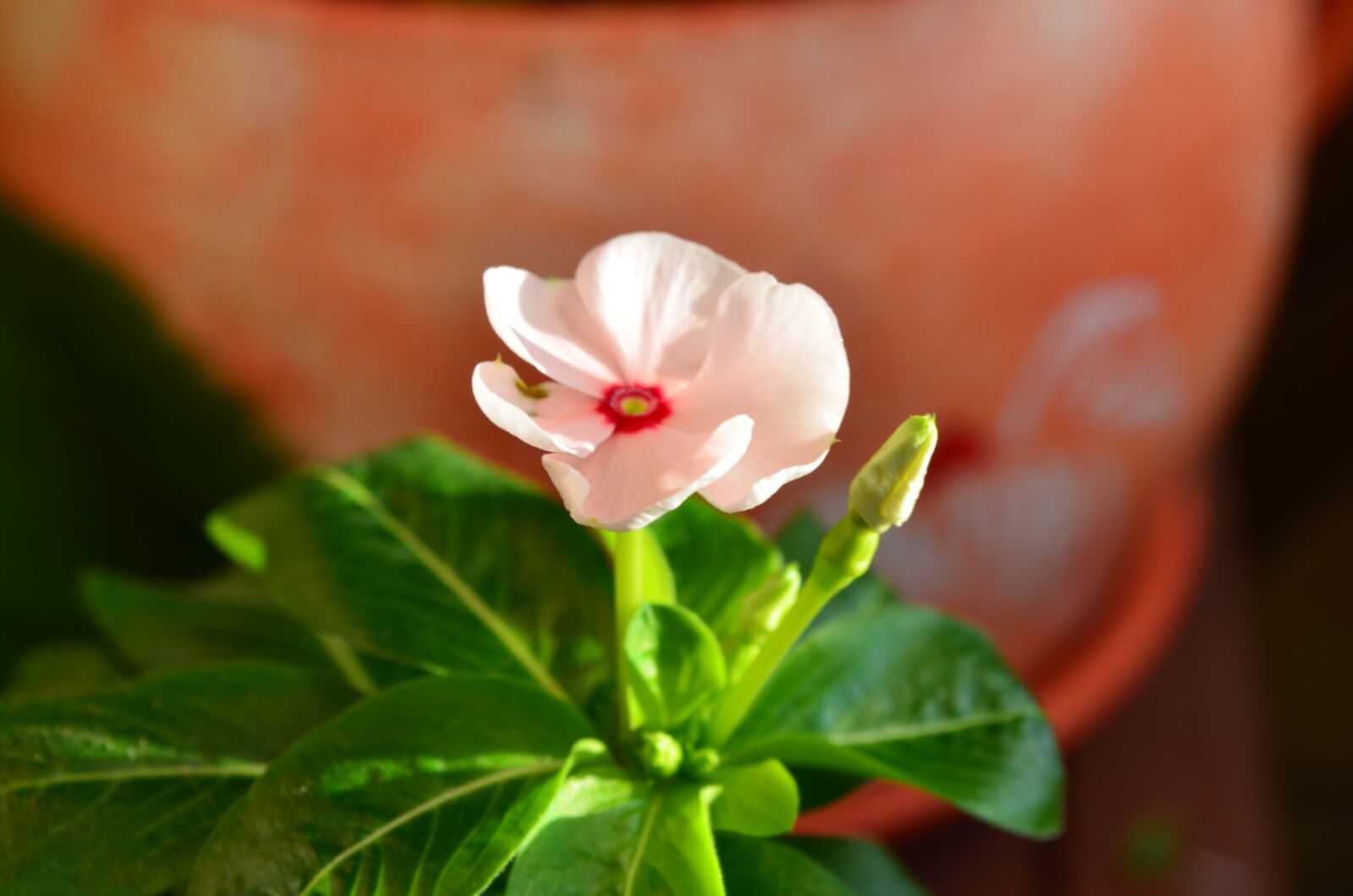 Nikon D5100 sample photo. Flower, nice, floral photography