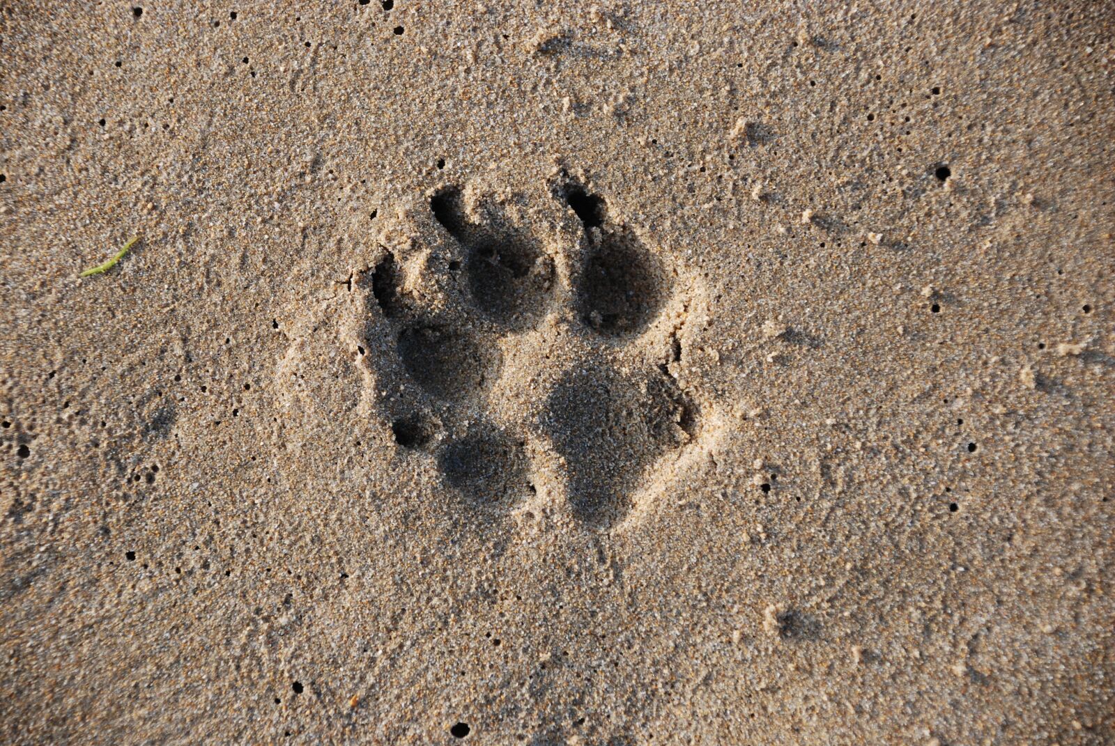 Nikon D80 sample photo. Sand, desert, beach photography