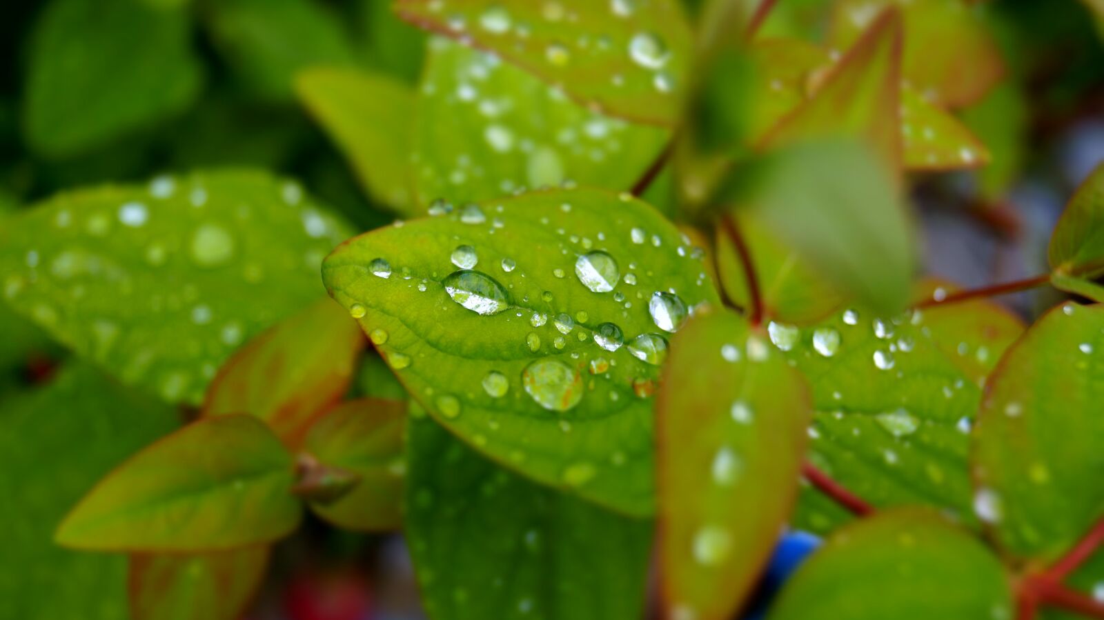 Sony DT 18-55mm F3.5-5.6 SAM II sample photo. Nature, leaf, raindrop photography