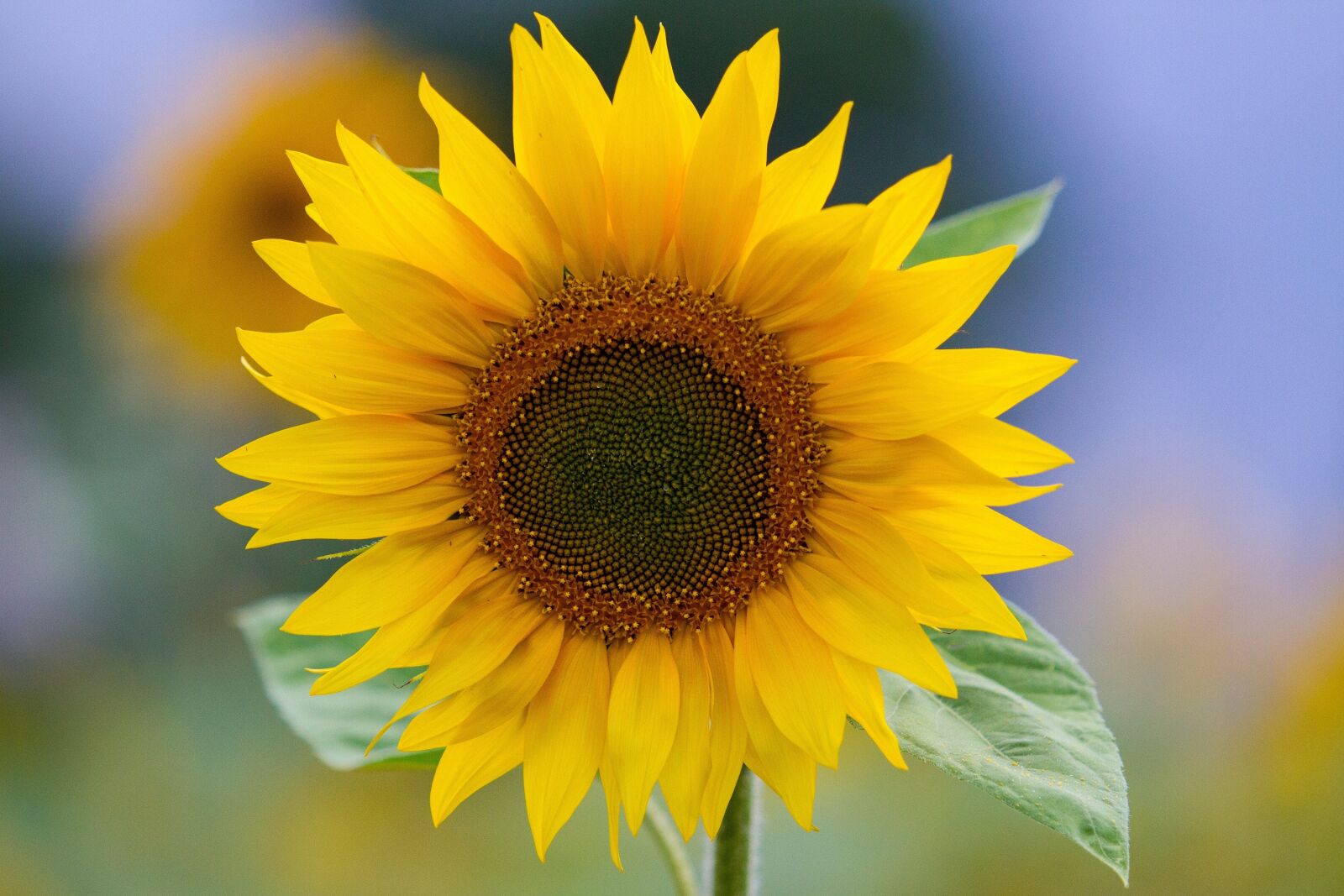 Canon EOS 7D + Canon EF 70-200mm F2.8L USM sample photo. Sunflower, yellow, flower photography