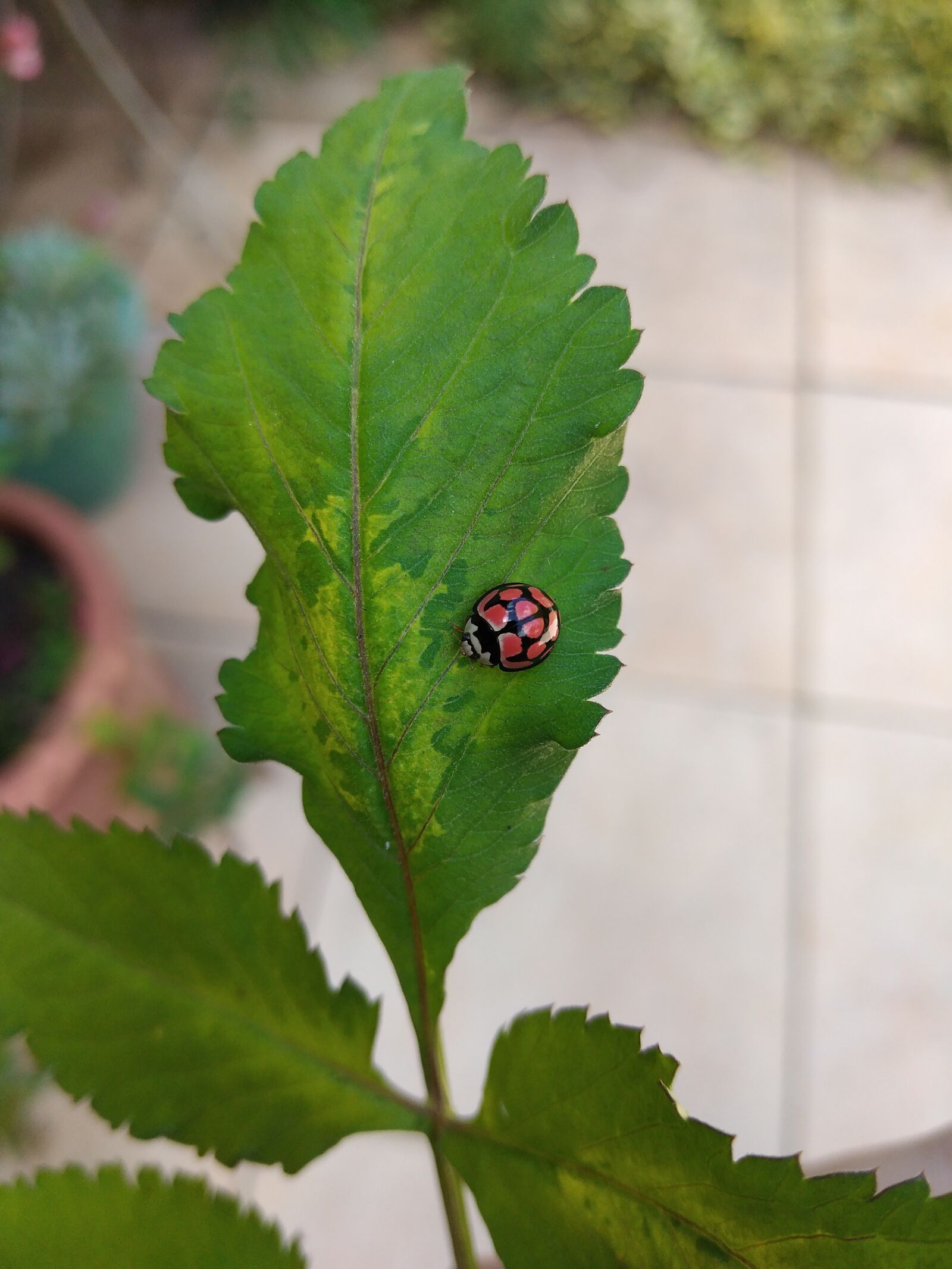 HUAWEI DUB-LX1 sample photo. Ladybird, ladybug, bug photography