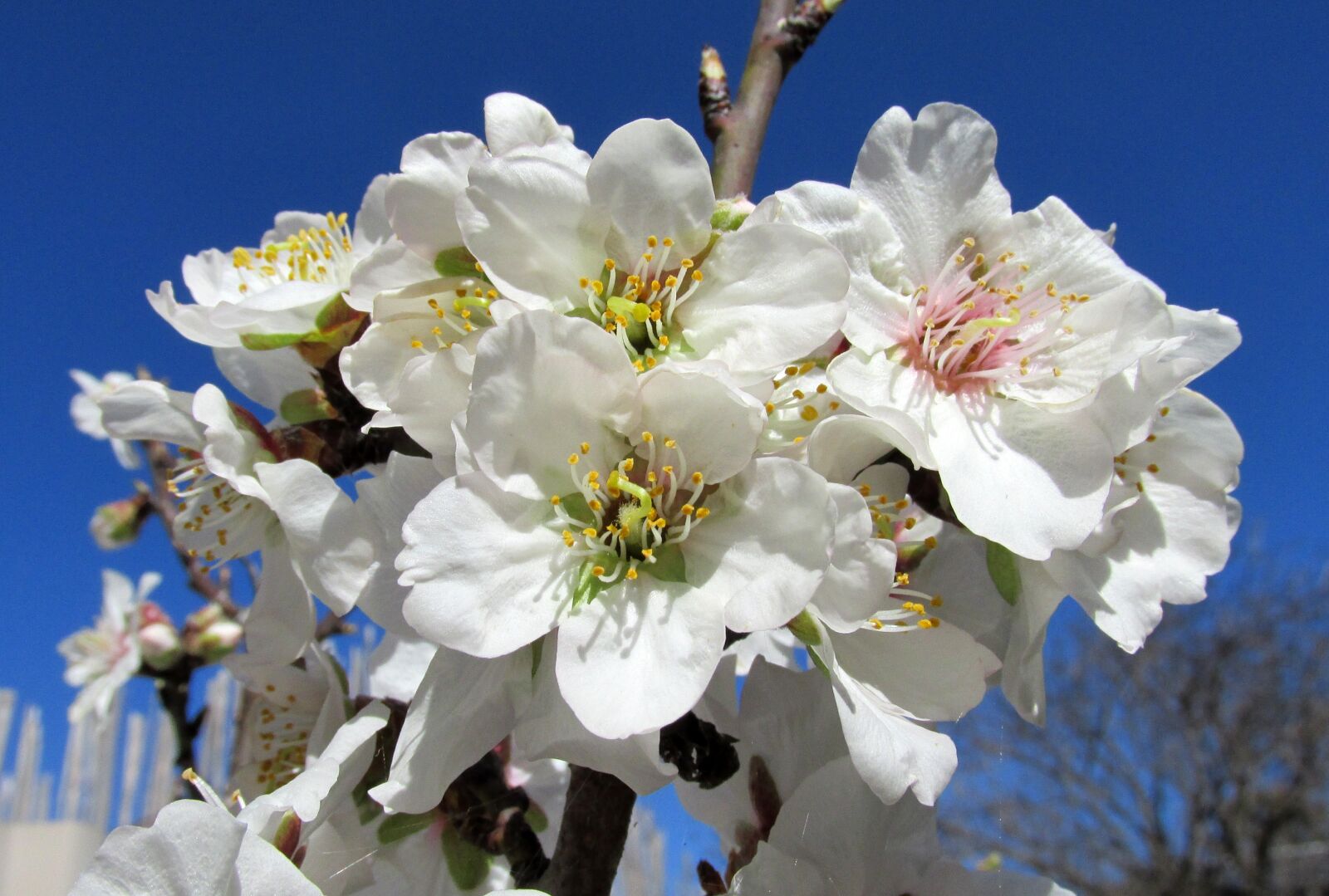Canon PowerShot SX170 IS sample photo. Blossom, almond, tree photography