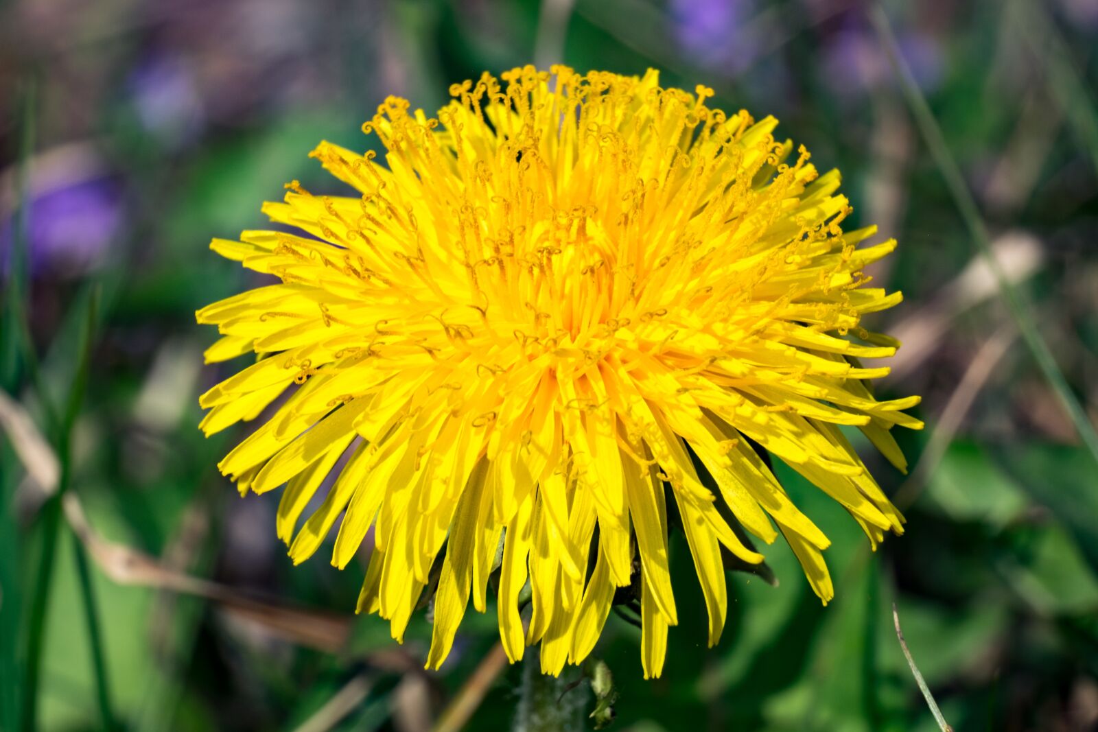 Fujifilm XF 55-200mm F3.5-4.8 R LM OIS sample photo. Nuns, sonchus oleraceus, doctor's photography