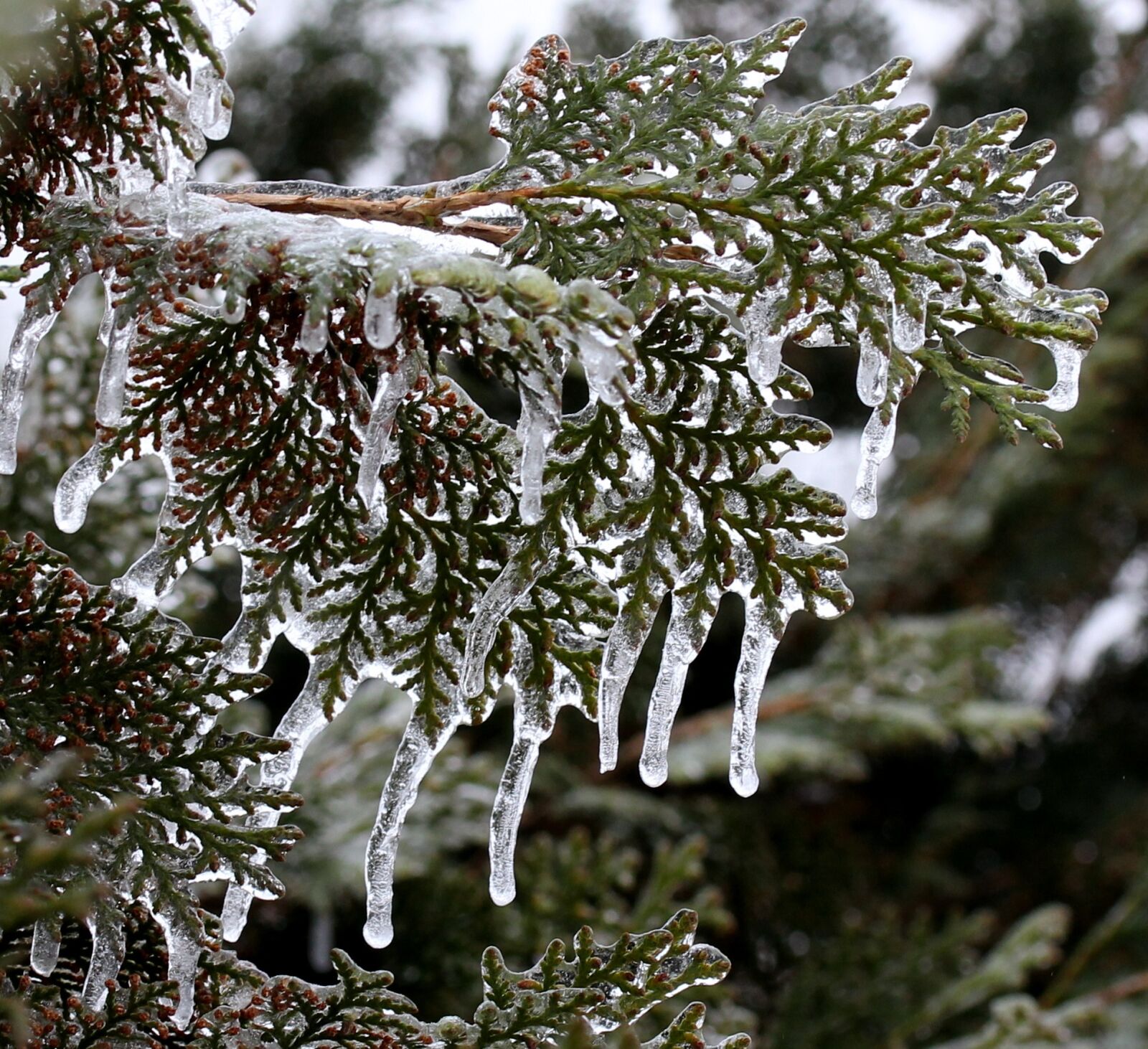Canon EF-S 60mm F2.8 Macro USM sample photo. Casey, frozen, ice photography