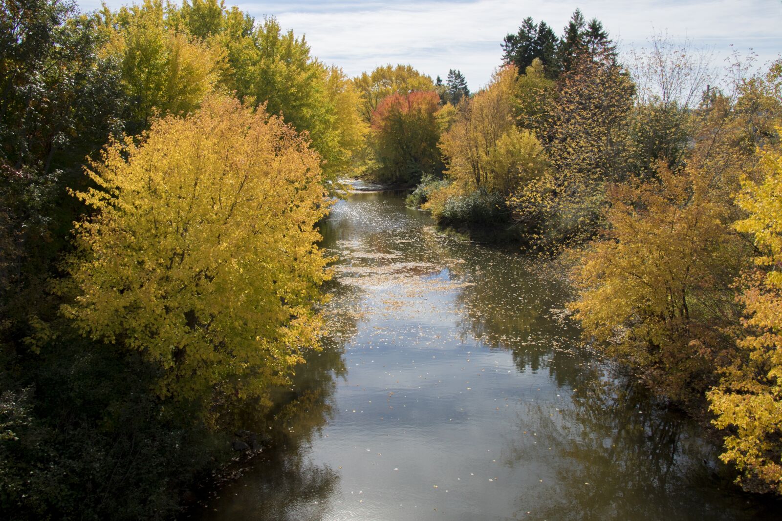 Canon EOS 7D Mark II sample photo. Tree, nature, landscape photography